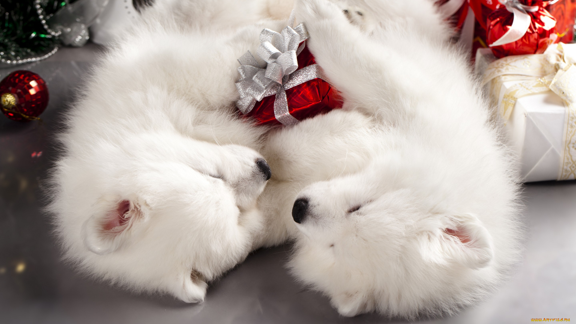 животные, собаки, мило, пол, праздник, спят, коробки, подарки, рождество, новый, год, самоед, пара, двое, щенки, два, белые