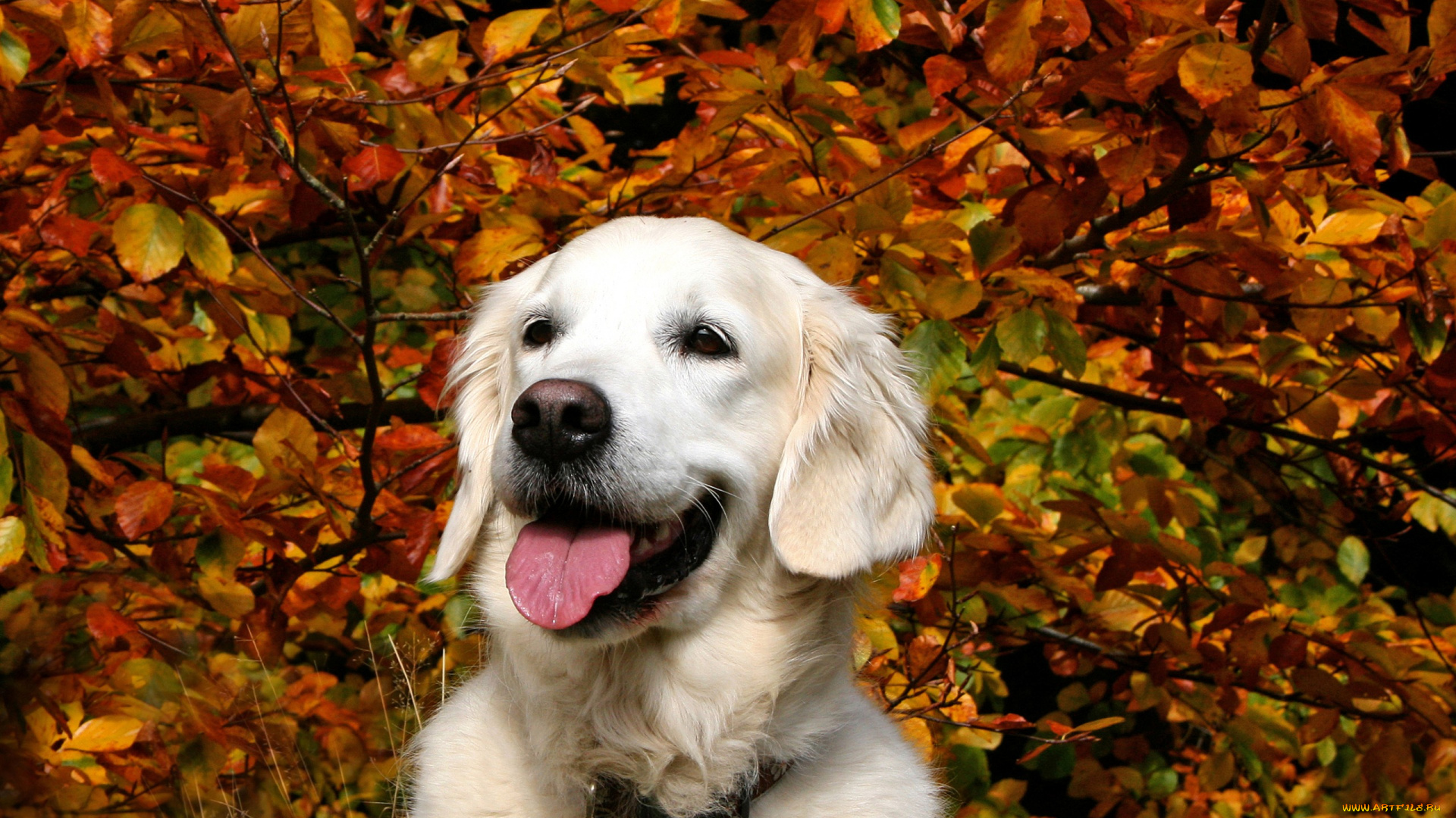 животные, собаки, ветки, осень, белый, ретривер, листья