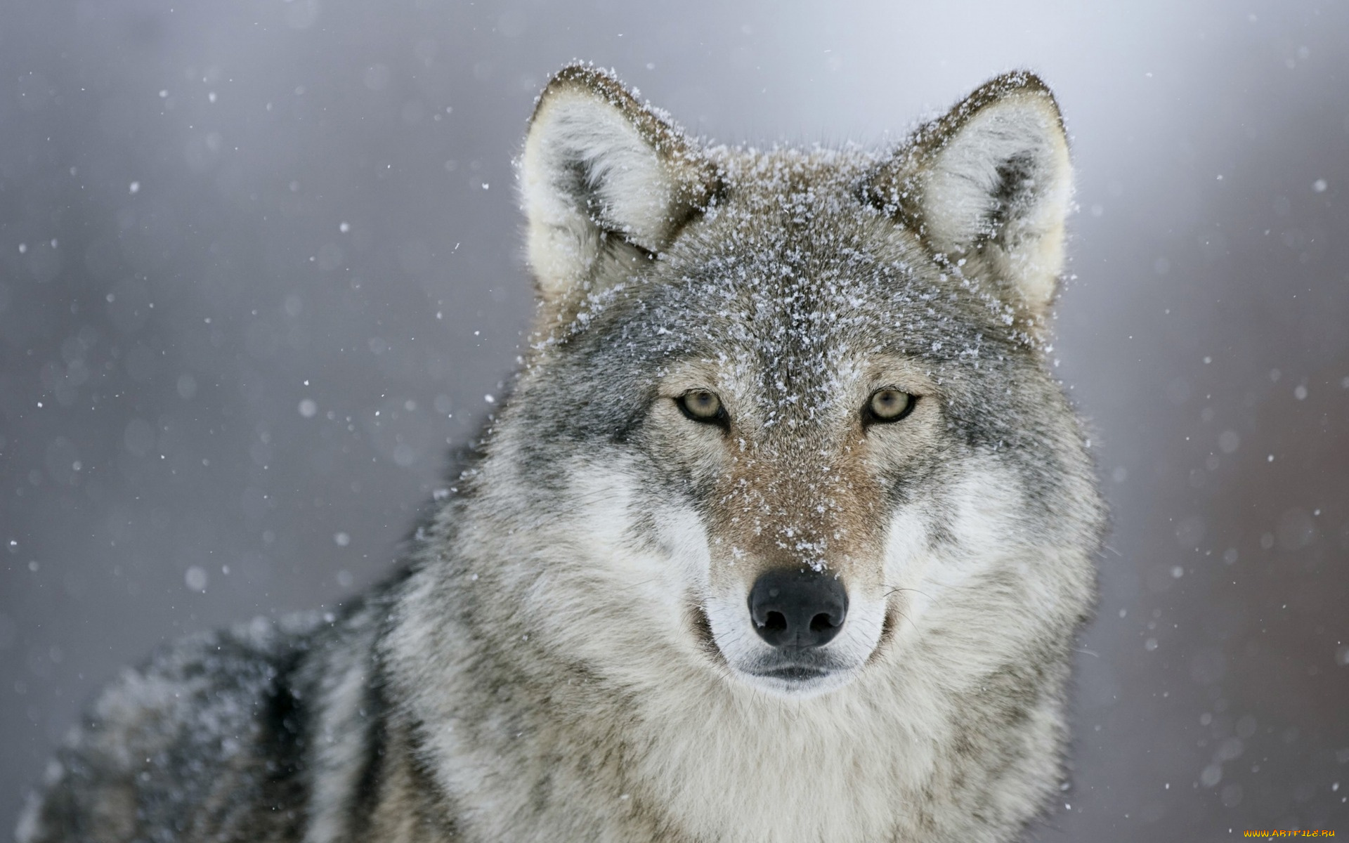 животные, волки, , койоты, , шакалы, снег, взгляд, хищник, волк