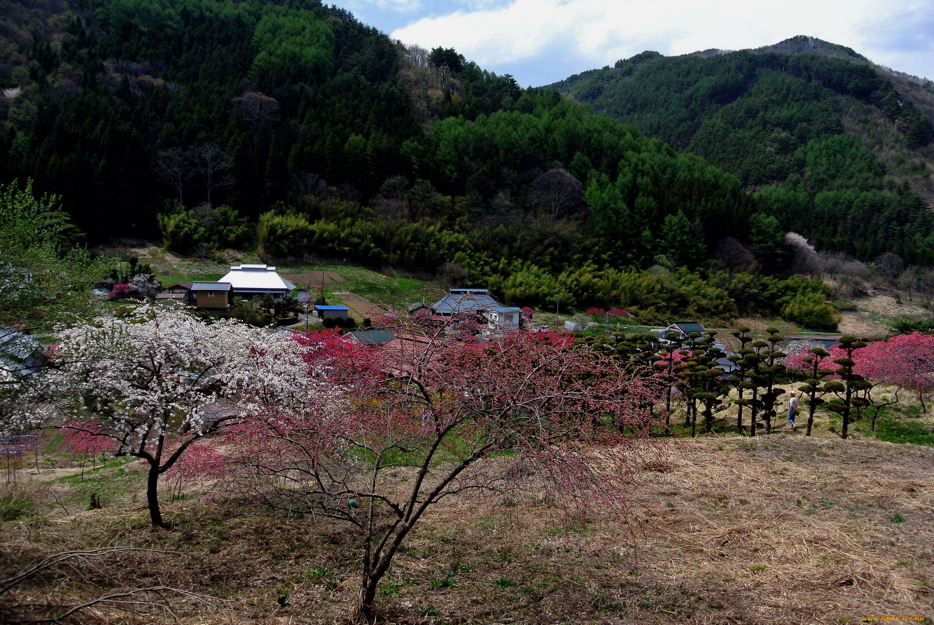 города, -, пейзажи, Япония, горы, весна, деревья