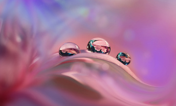 Картинка природа макро капли лепесток отражение розовый