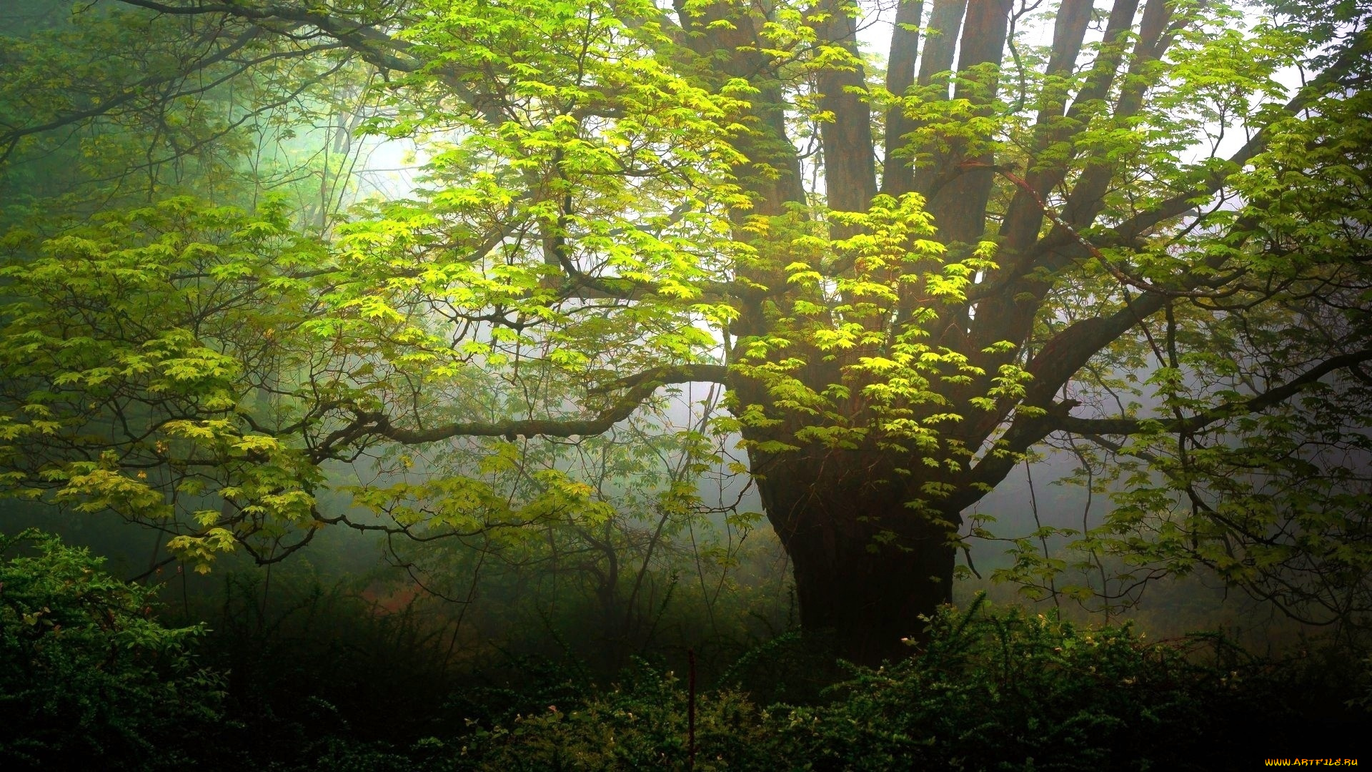природа, деревья, туман, дерево