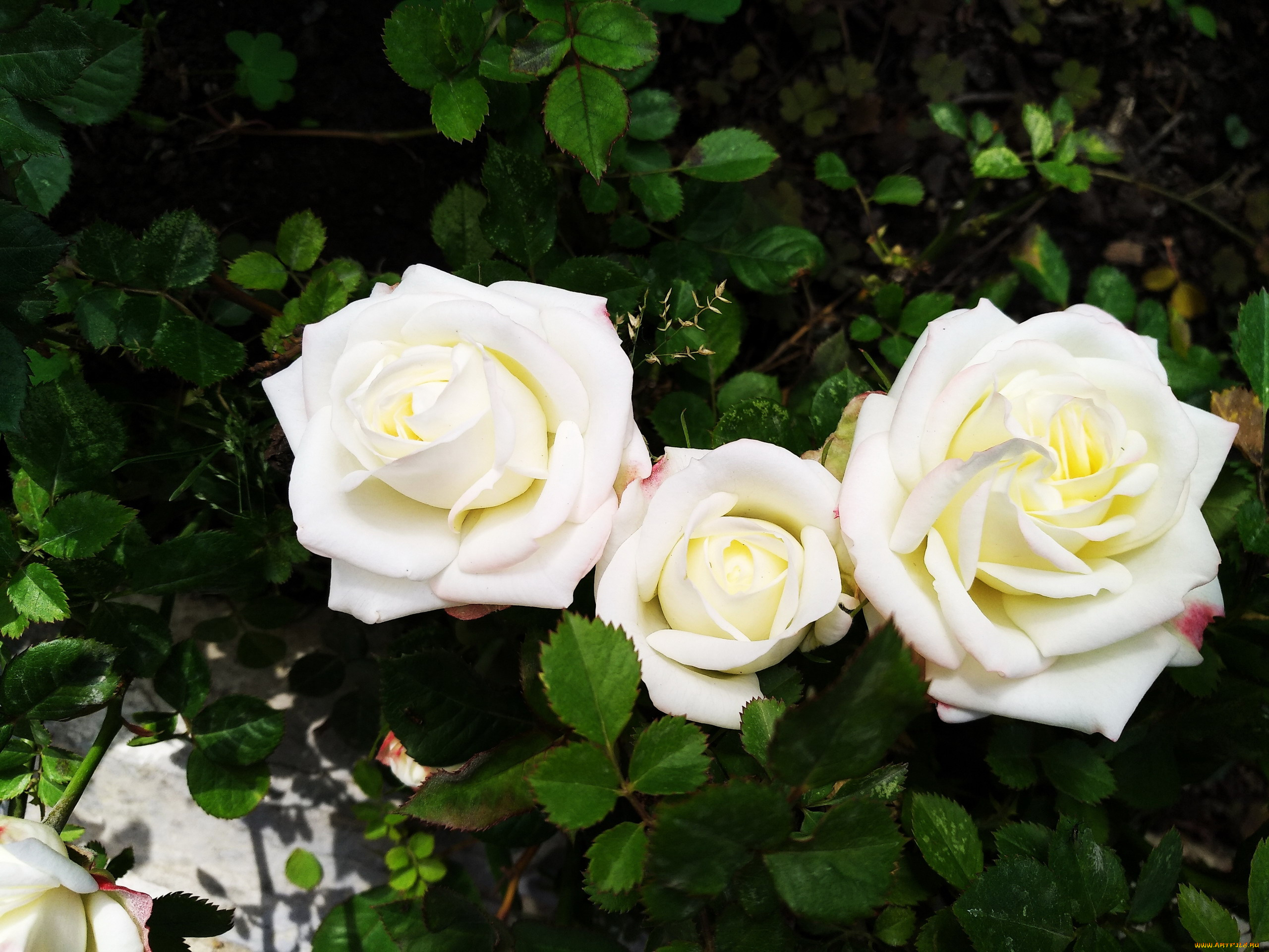 цветы, розы, трио