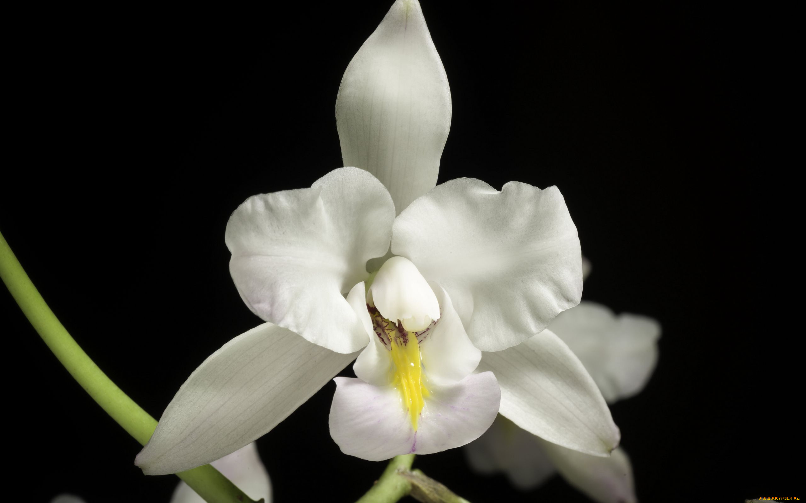 цветы, орхидеи, экзотика, орхидея, белая, макро
