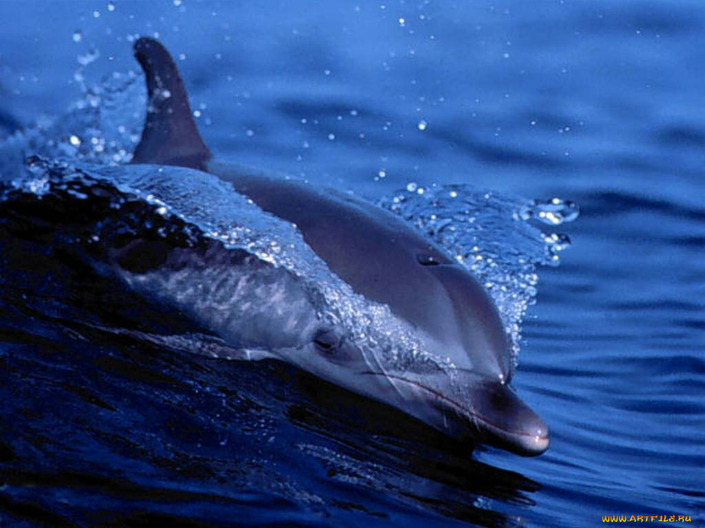 dolphin, животные, дельфины