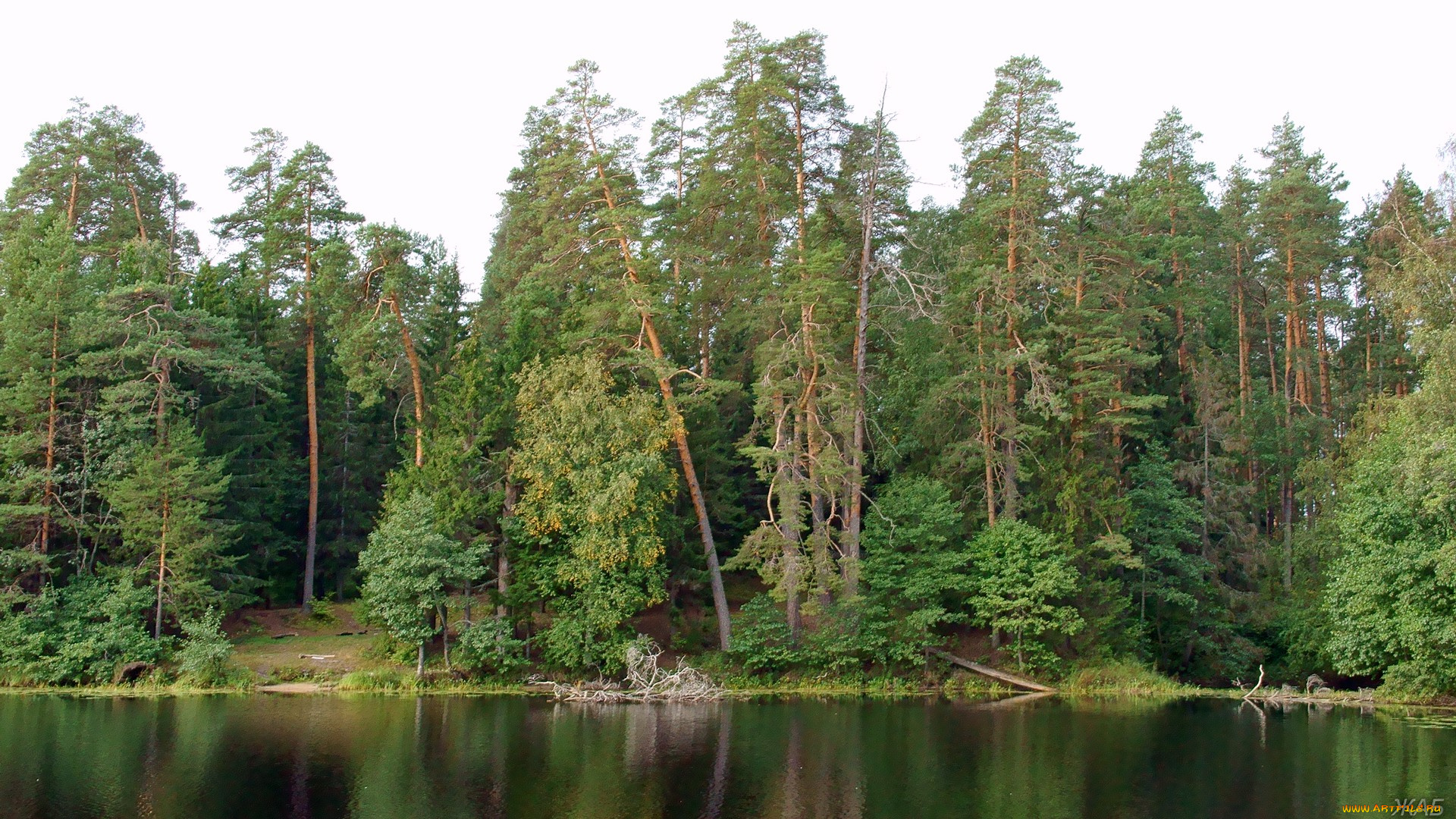 нижегородский, край, природа, лес, берег