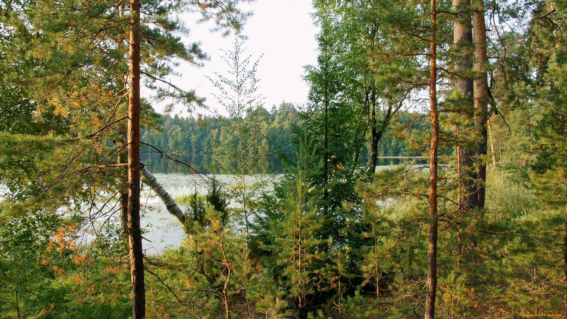 нижегородский, край, природа, лес, озеро