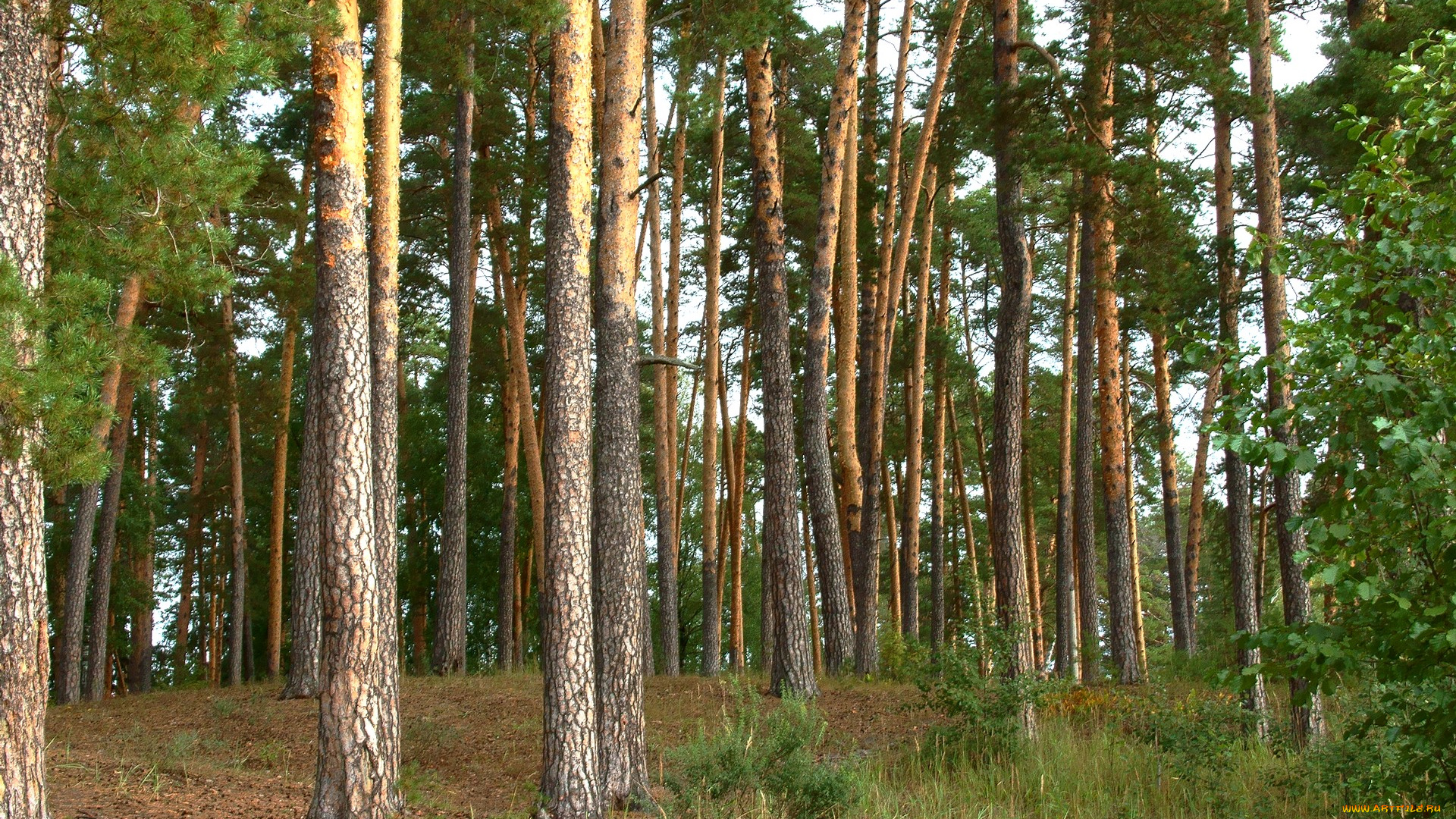 нижегородский, край, природа, лес, сосны