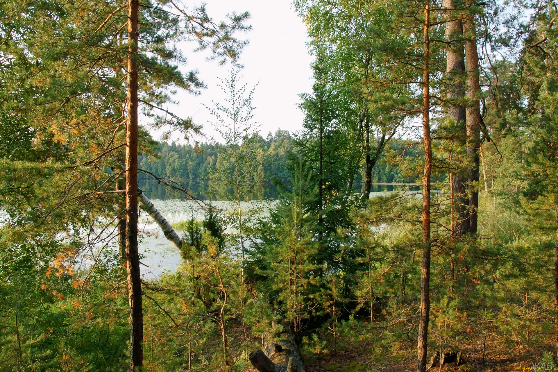 нижегородский, край, природа, лес, озеро