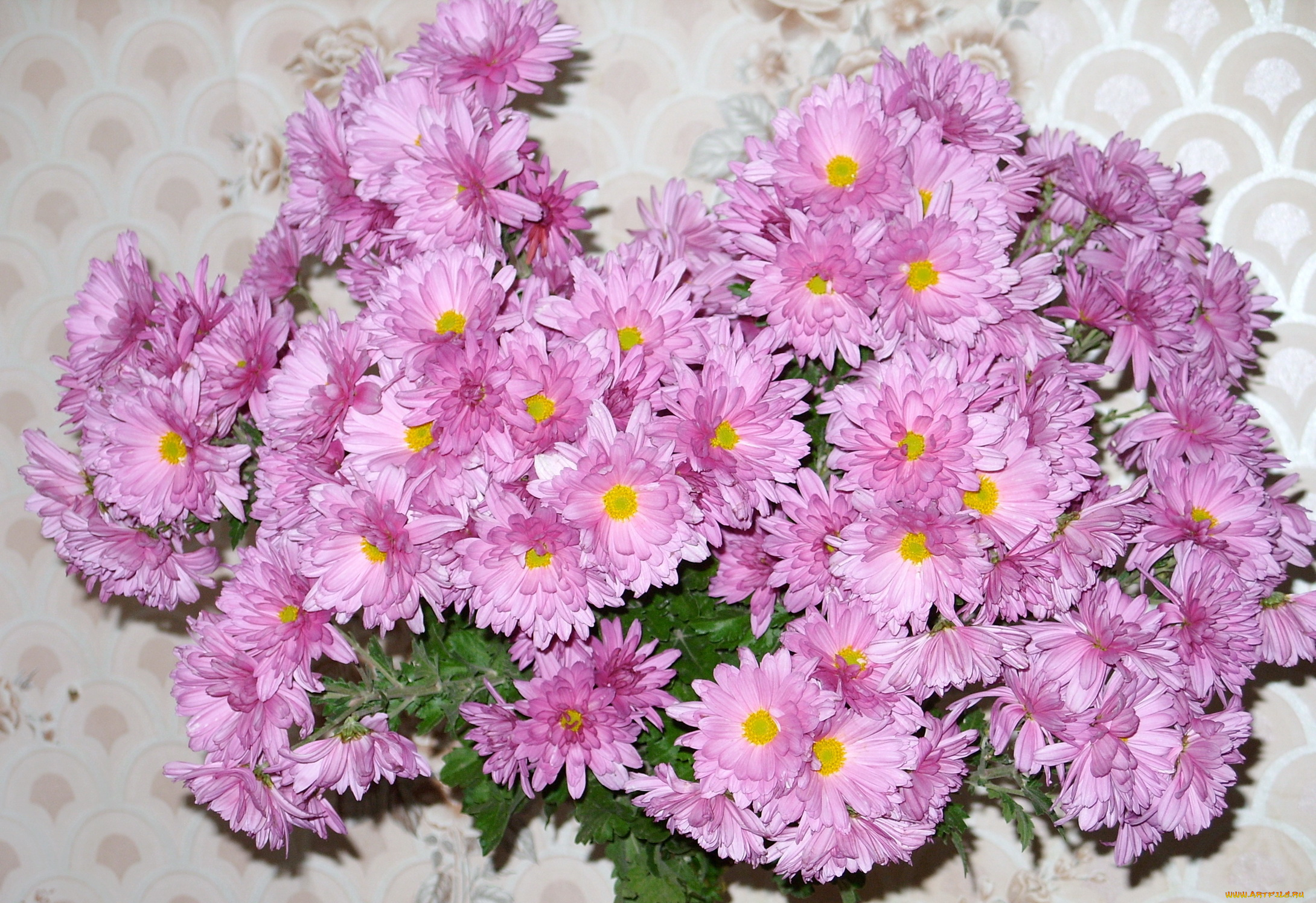 Цветы на день рождения хризантемы. Астры и хризантемы.