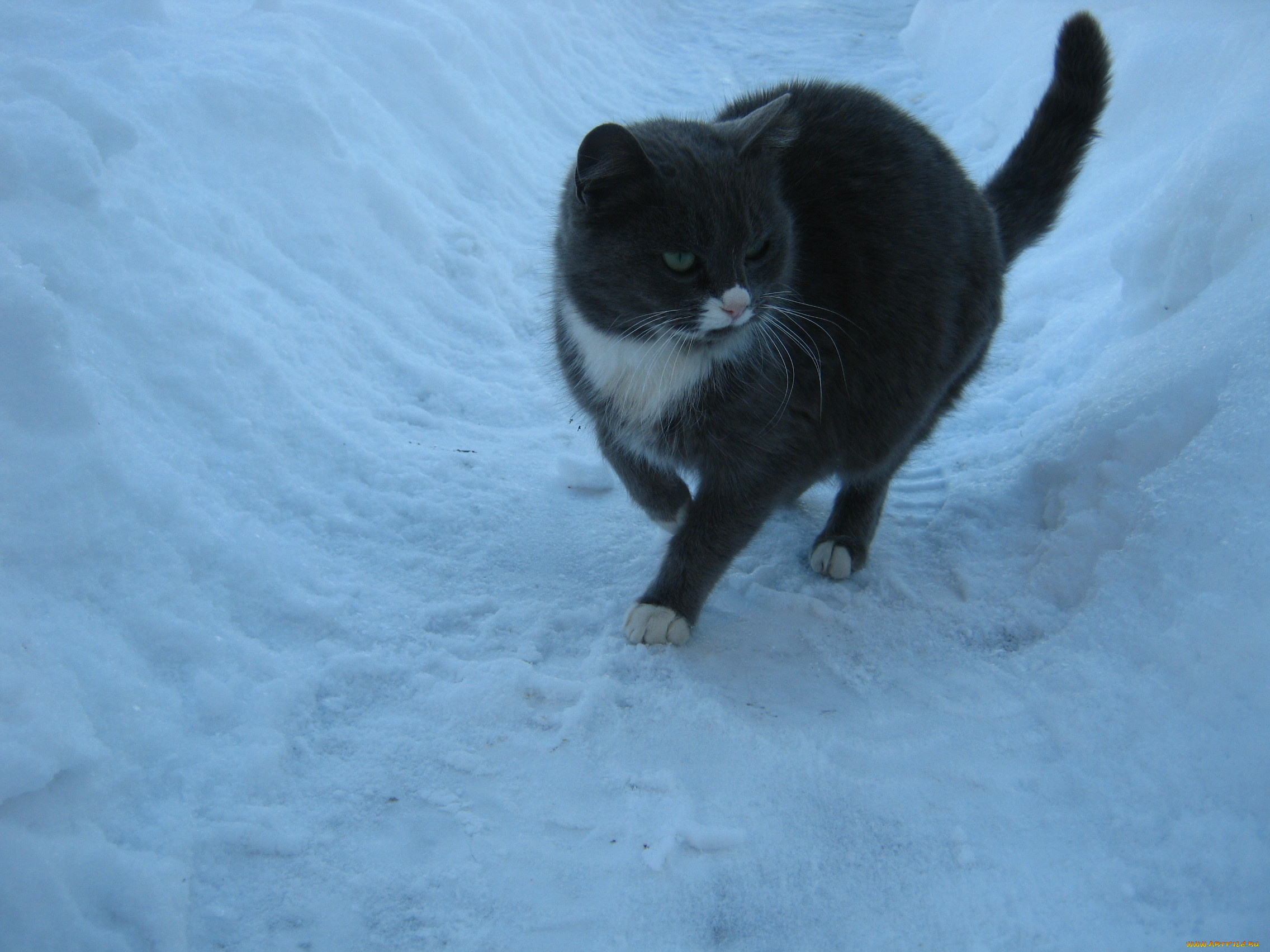 животные, коты, снег, зима, кошка