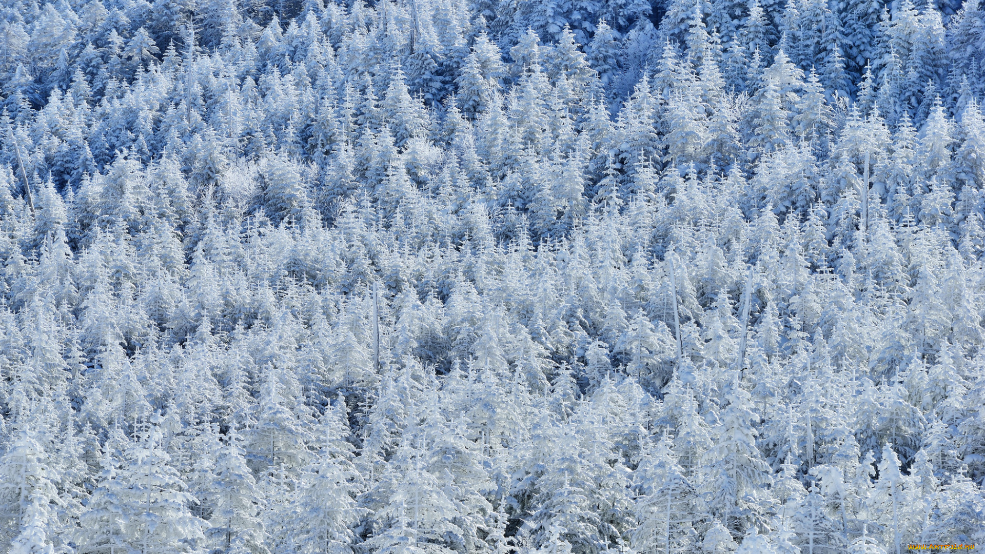 природа, зима, деревья, снег, лес, склон