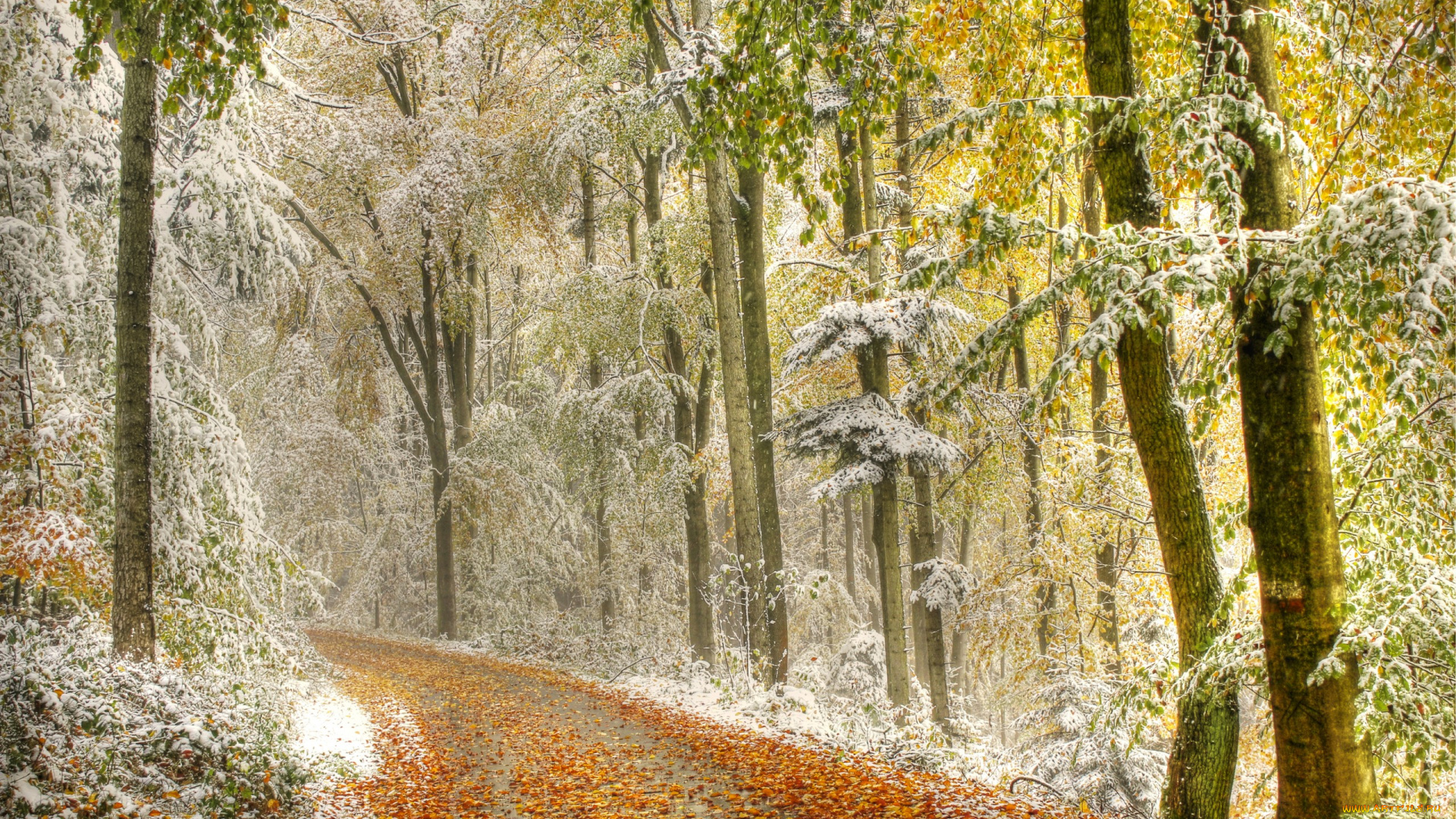 природа, зима, дымка, снег, деревья, листья, осень, дорога, лес