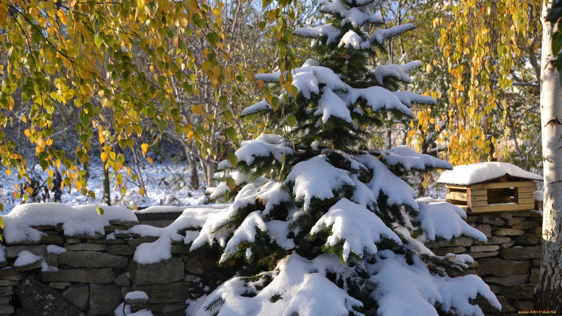 природа, зима, пейзаж, снег, ёлка, красота, декабрь