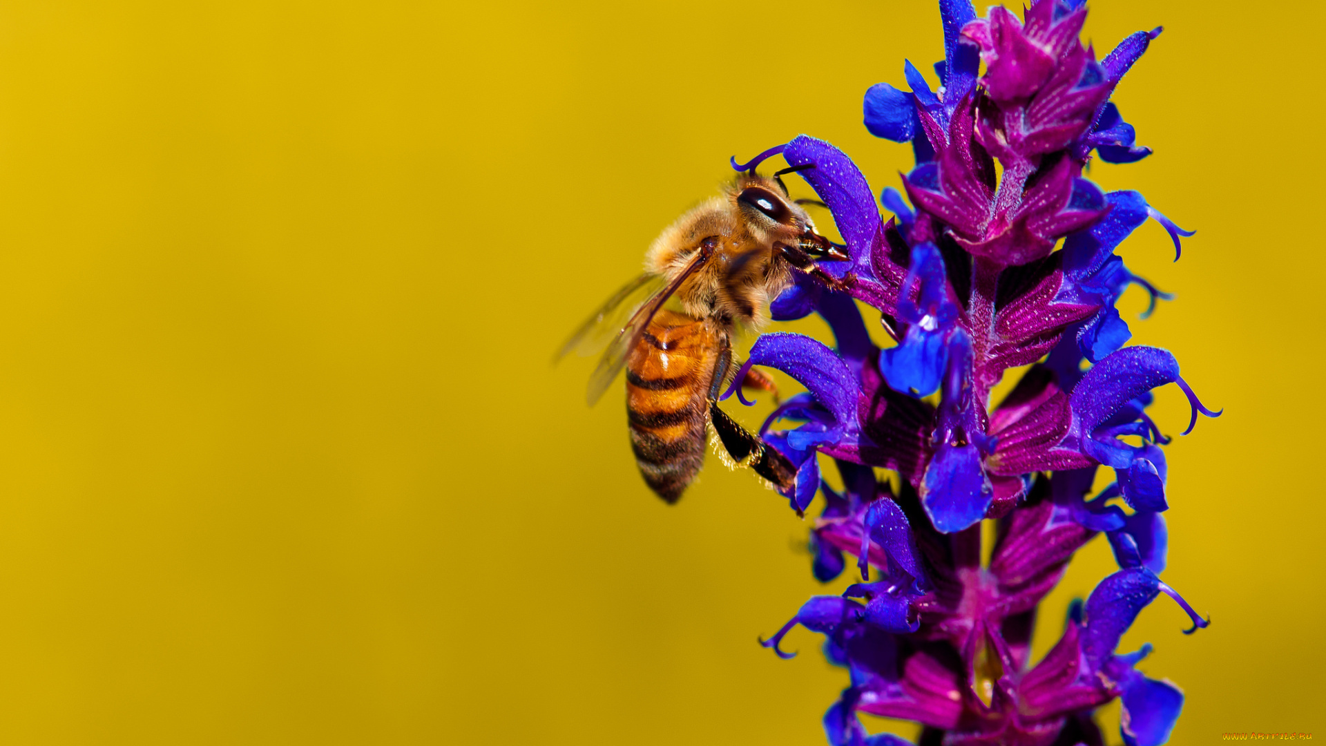 животные, пчелы, , осы, , шмели, пчела, насекомое, цветок, растение