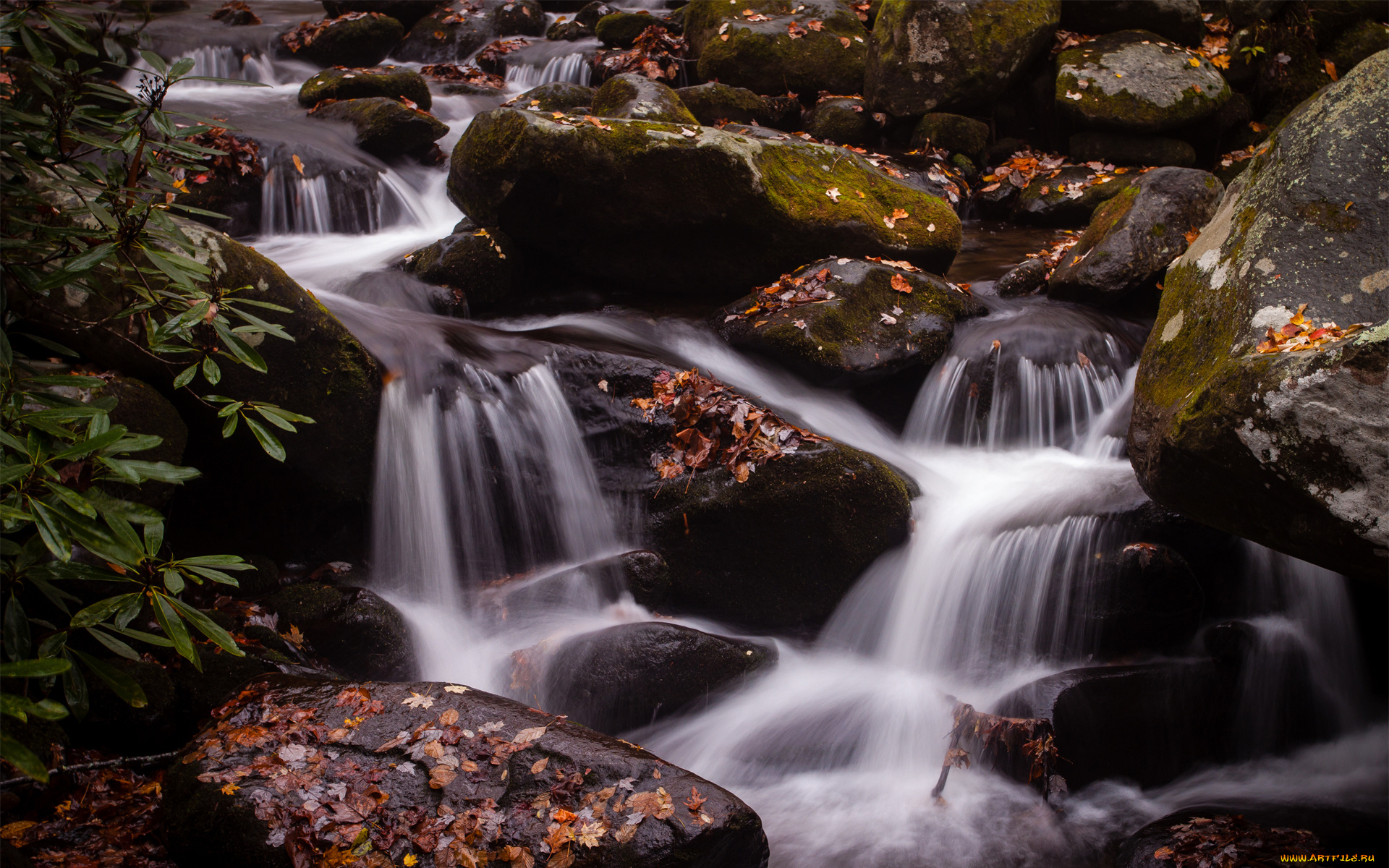 природа, реки, озера, камни, листья, вода