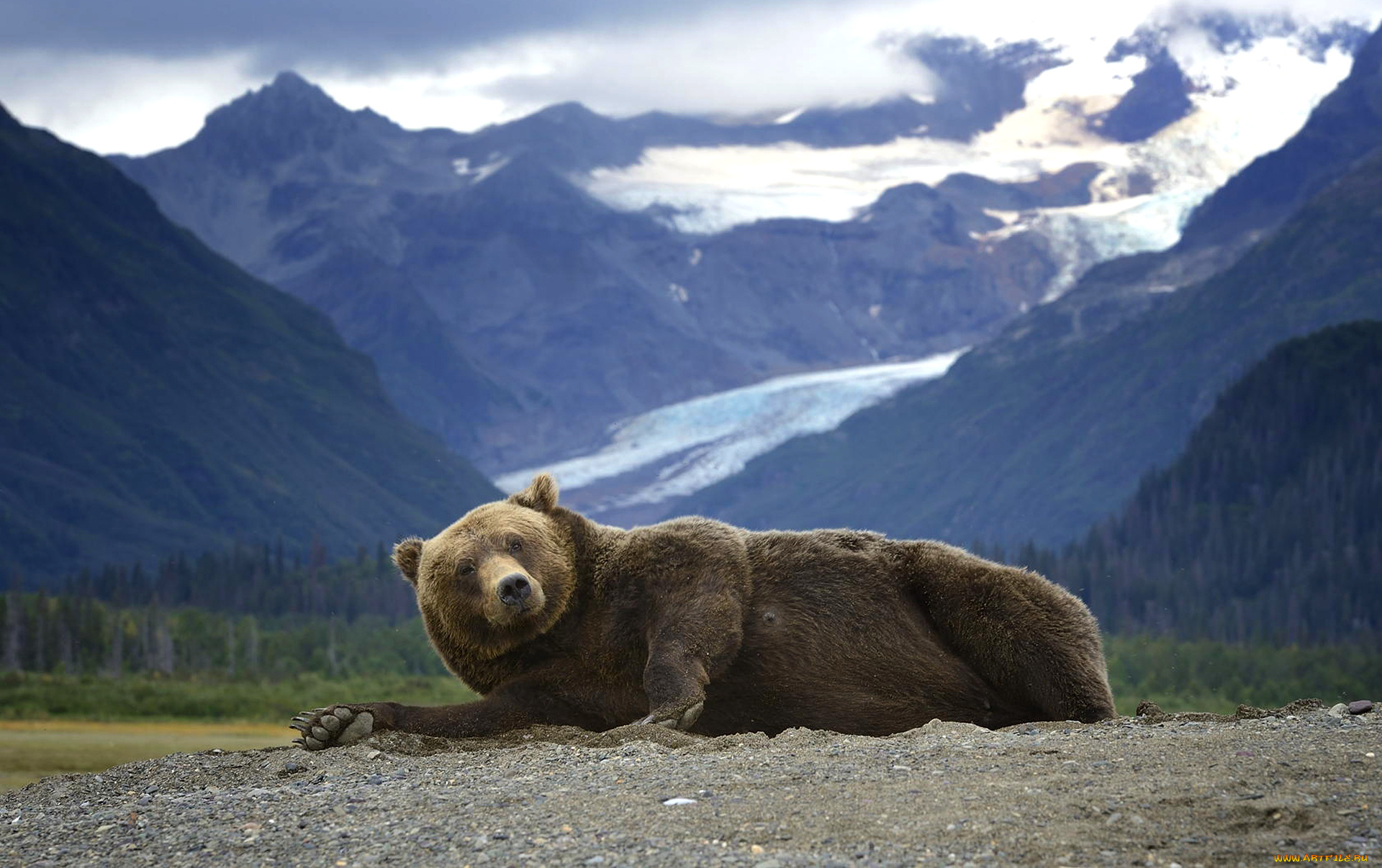 животные, медведи, лежит, горы, хищник, гризли, медведь, аляска