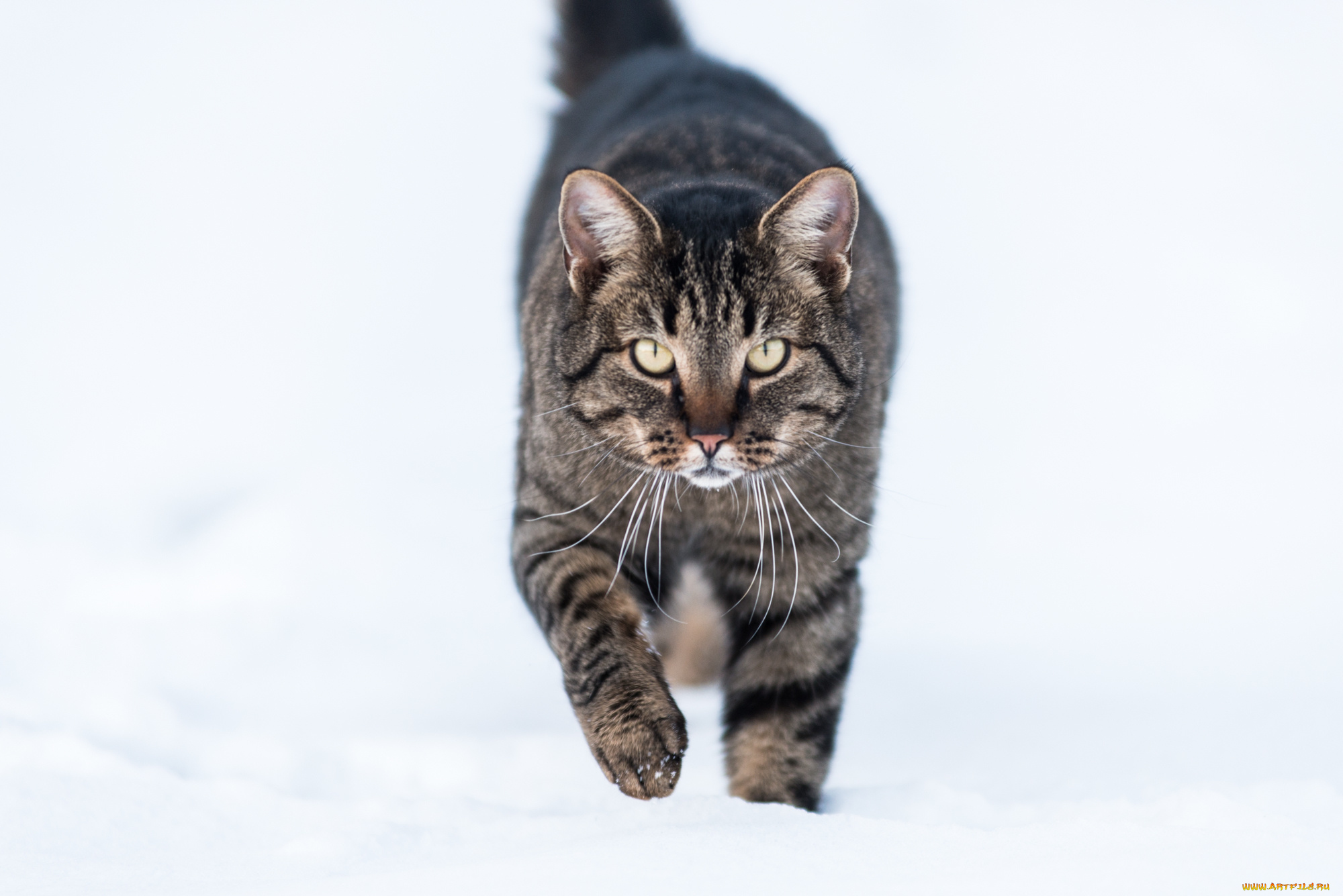 животные, коты, снег, зима, котяра, кошак, кот