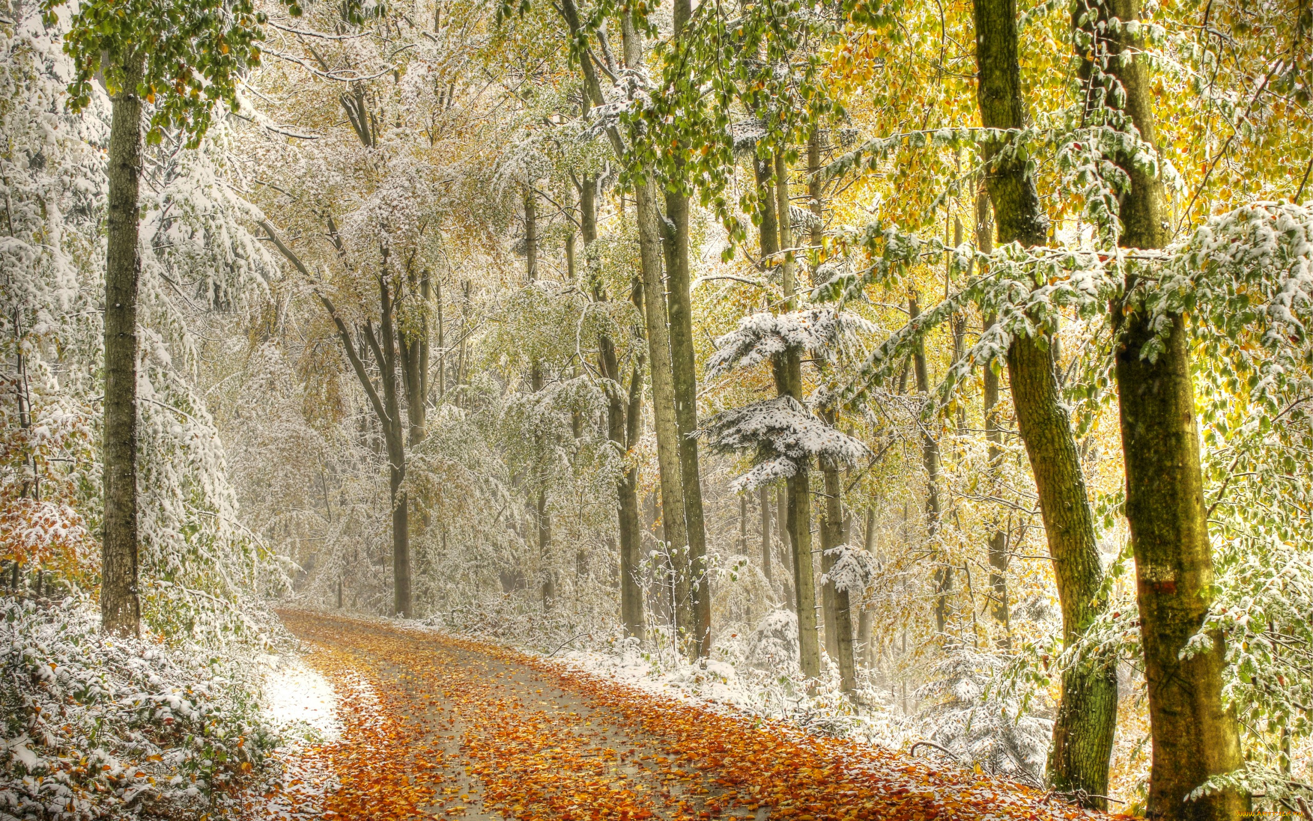 природа, зима, дымка, снег, деревья, листья, осень, дорога, лес
