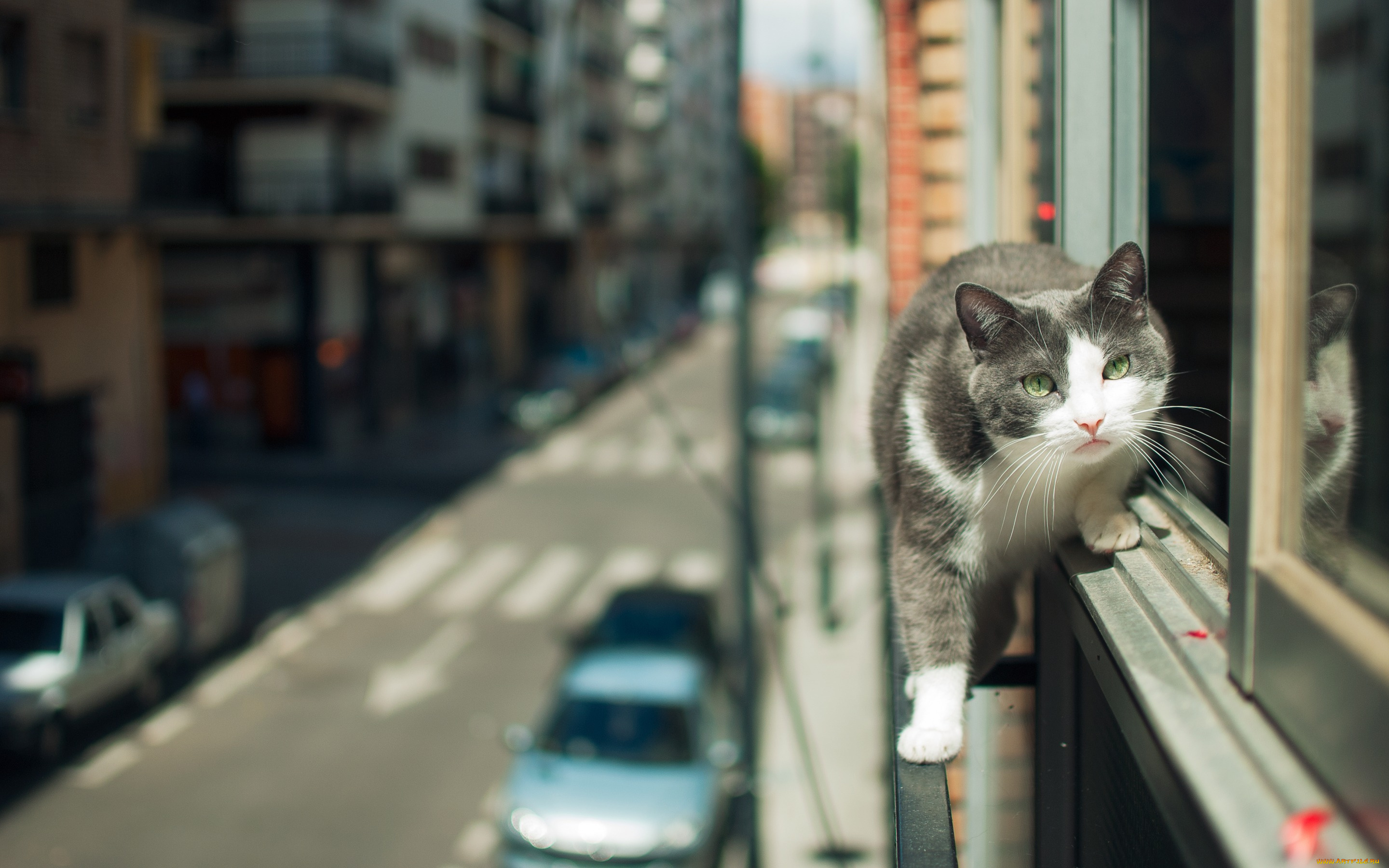 животные, коты, улица, взгляд, кошка, город