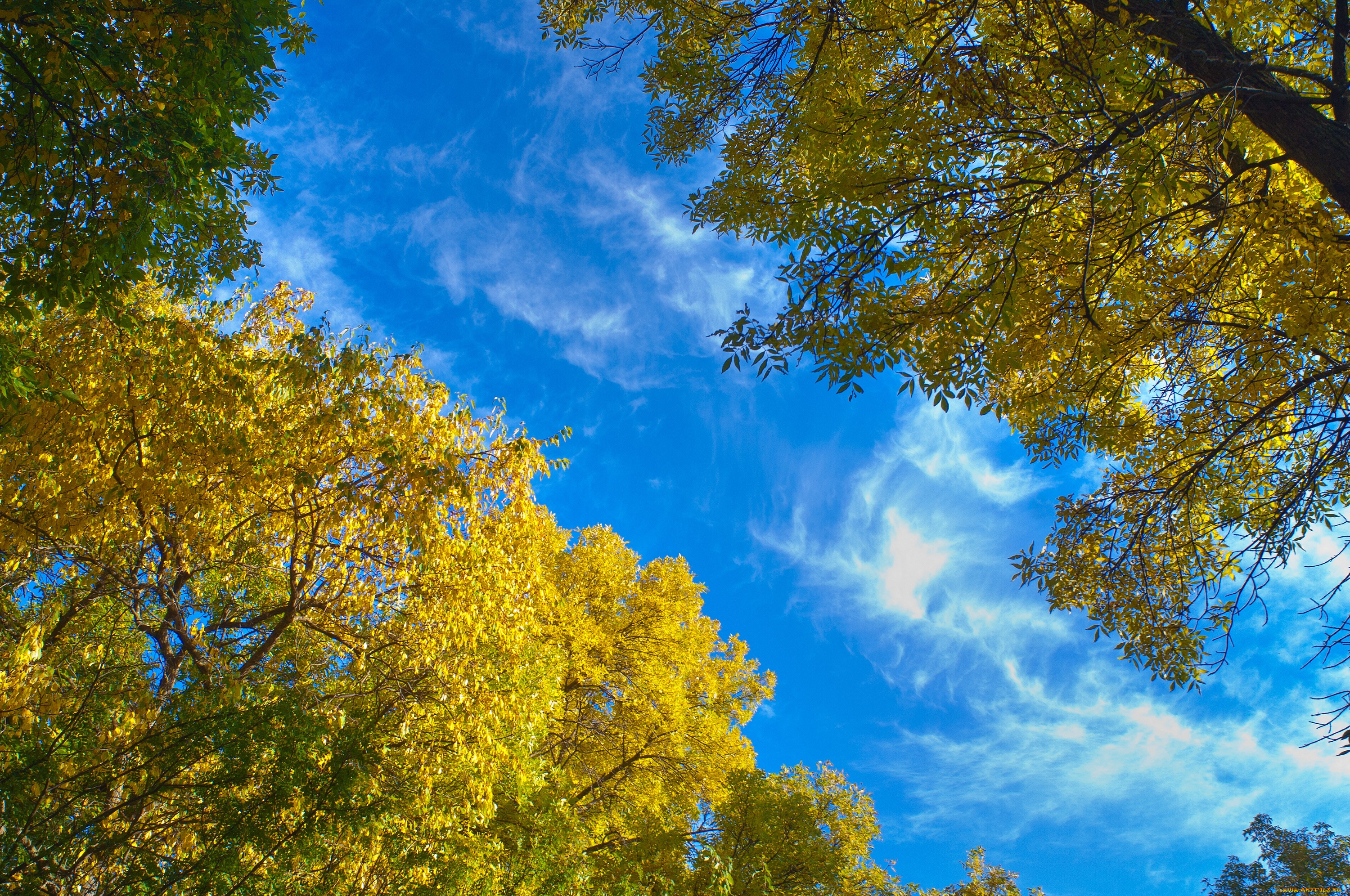 природа, деревья, голубое, небо, листья, осень