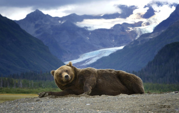Картинка животные медведи лежит горы хищник гризли медведь аляска