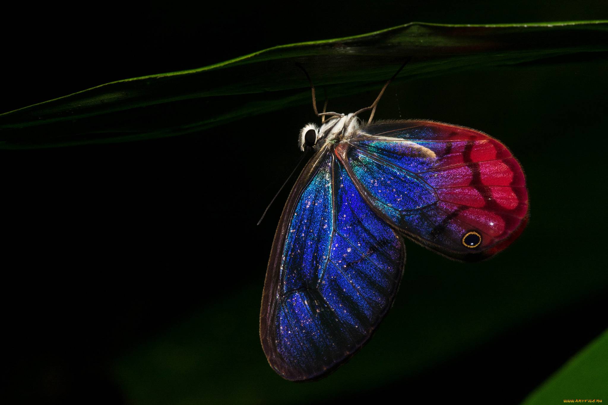 Сложенные крылья бабочки. Чешуекрылые ночные бабочки. Чешуекрылые бабочки моли мотыльки. Крылья чешуекрылых насекомых. Чешуекрылые лепидоптера.