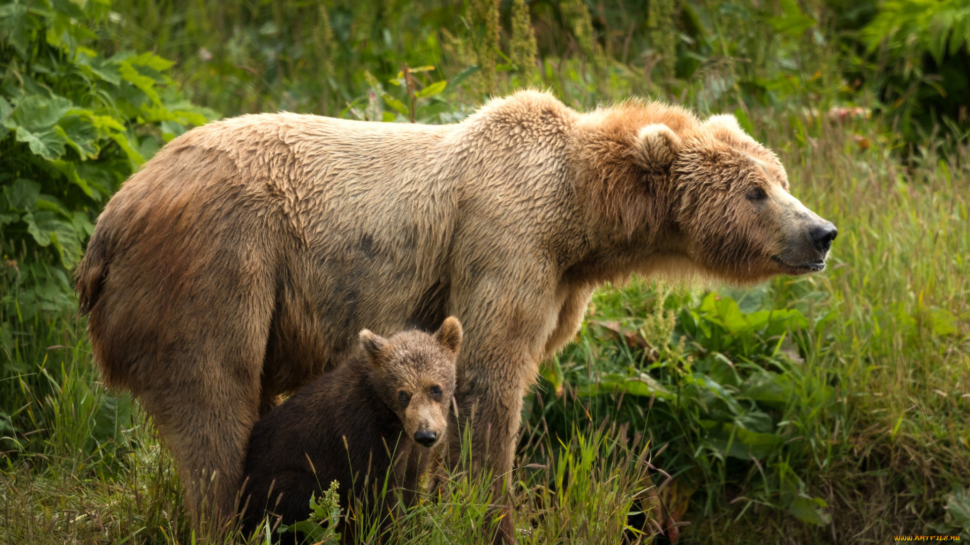 животные, медведи, морды, два, парочка, медведица, дитя, материнство, мать, медведя, бурые, зелень, медвежонок, пара, поза, природа, листья, медведь, малыш, лето, взгляд, трава