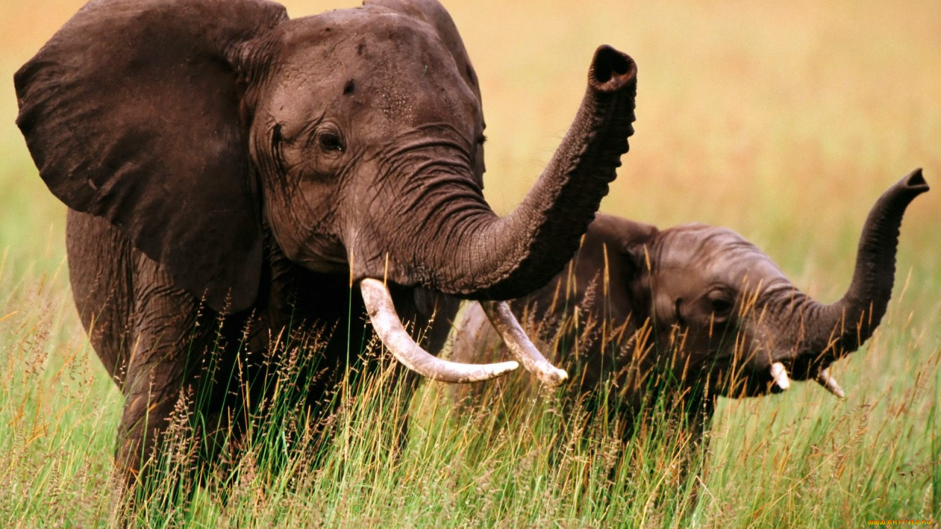 животные, слоны, трава, слоненок, слониха