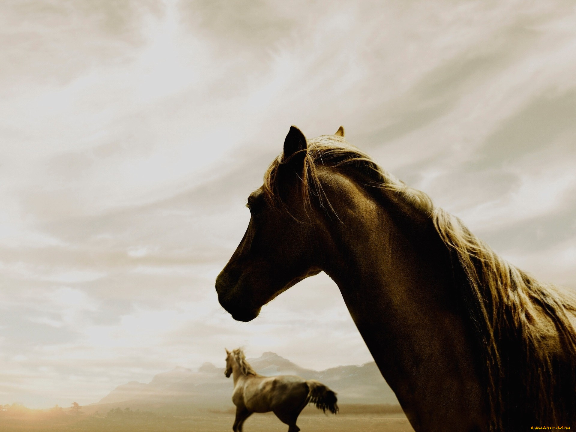 животные, лошади, горы, туман