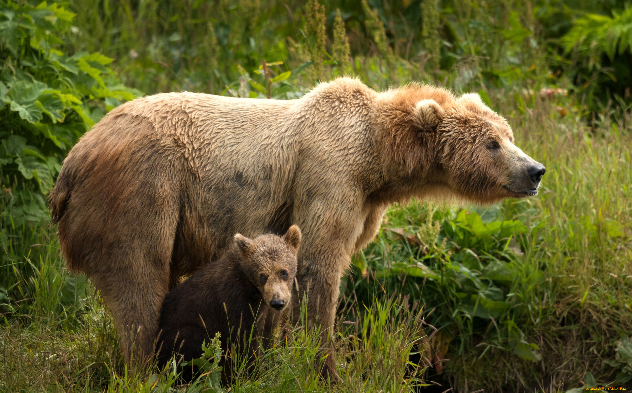 животные, медведи, морды, два, парочка, медведица, дитя, материнство, мать, медведя, бурые, зелень, медвежонок, пара, поза, природа, листья, медведь, малыш, лето, взгляд, трава