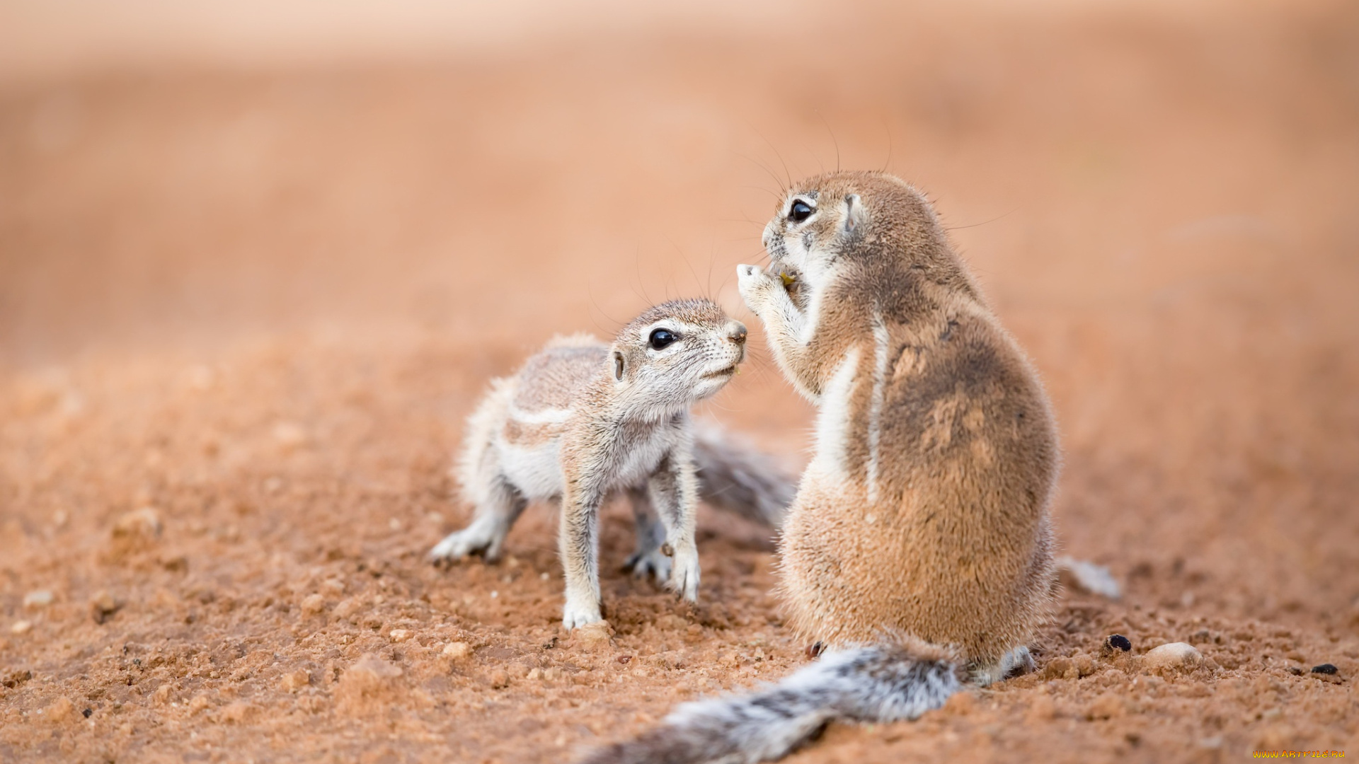 животные, хорьки, , куницы, , горностаи, , ласки, , соболи, southern, african, ground, squirrels