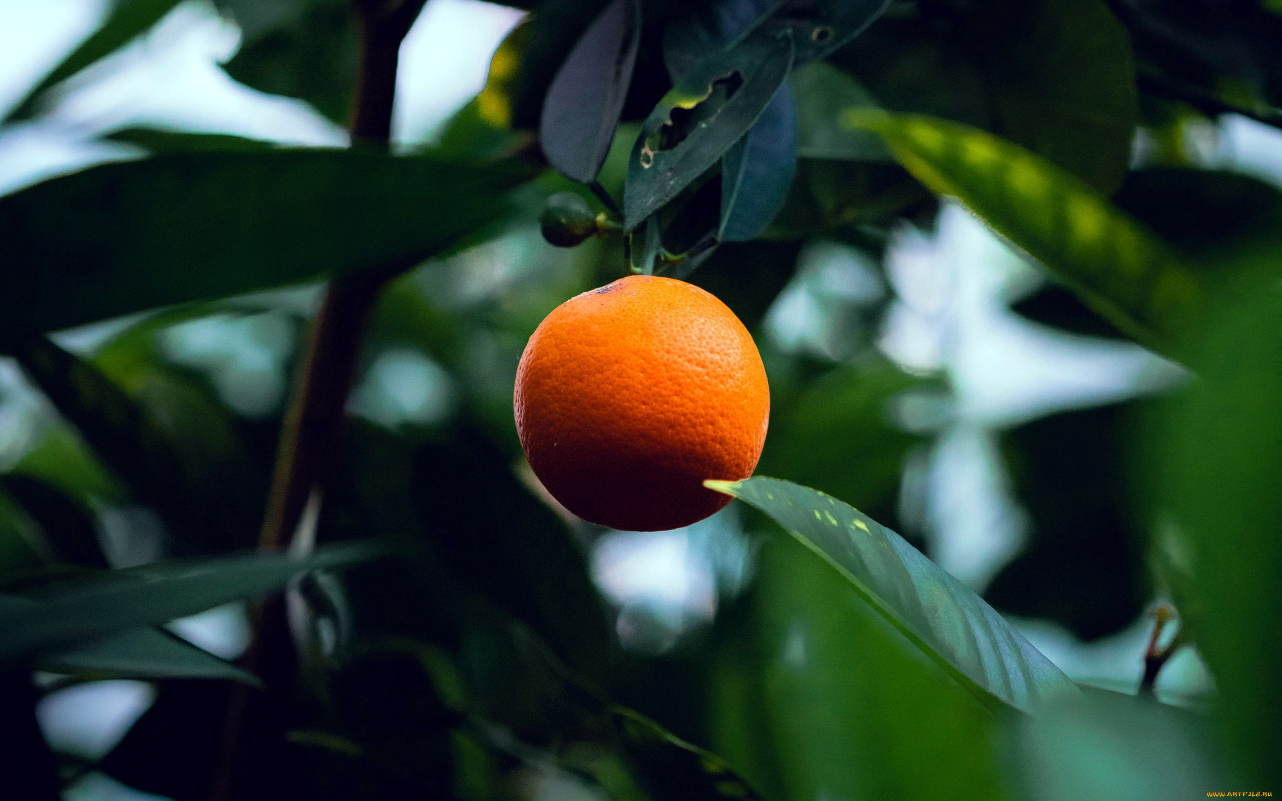 природа, плоды, апельсин