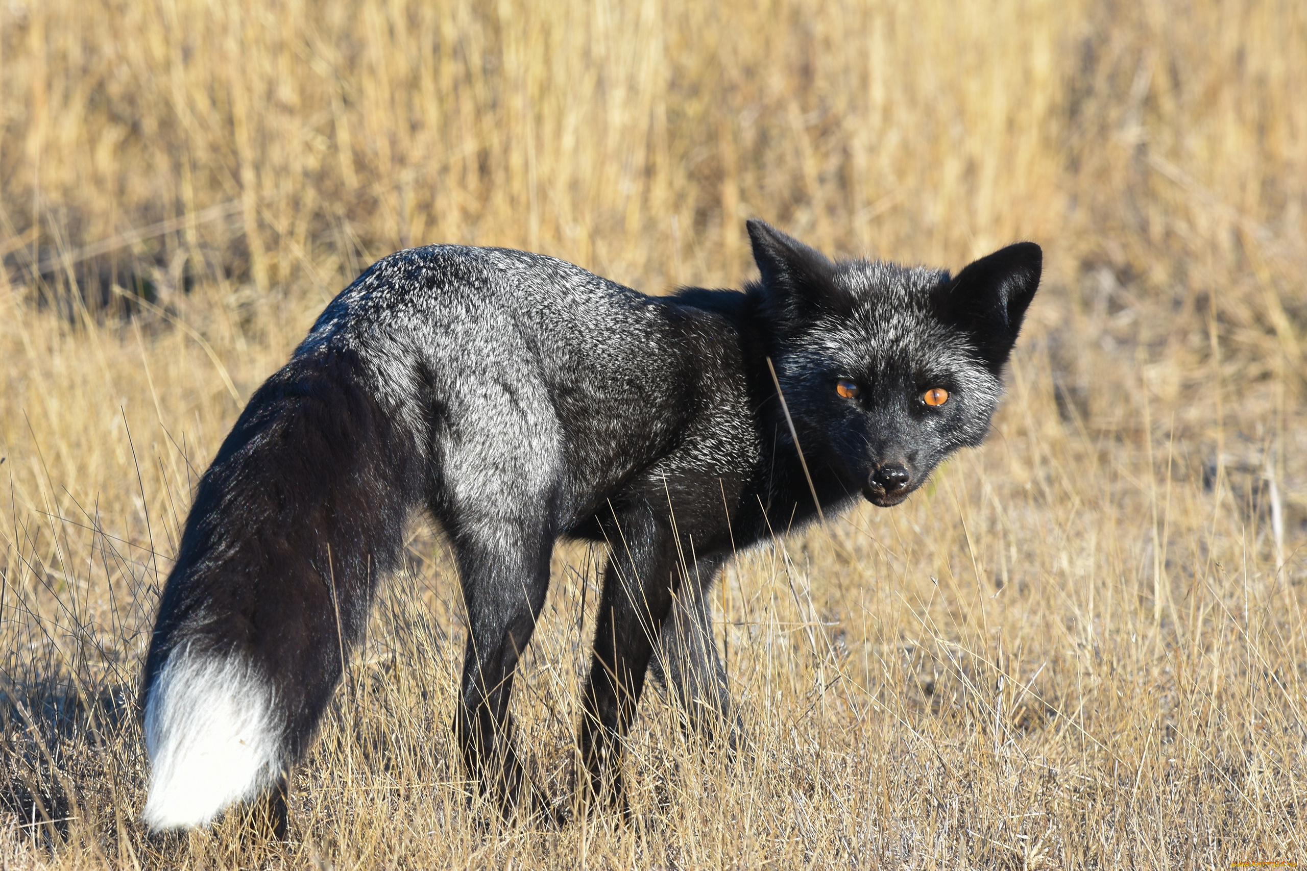 чернобурая, лисица, животные, лисы, чернобурая, лисица, black, fox, чернобурка, псовые, лисицы, млекопитающие, мех, пушнина, чёрная, лиса, хищник