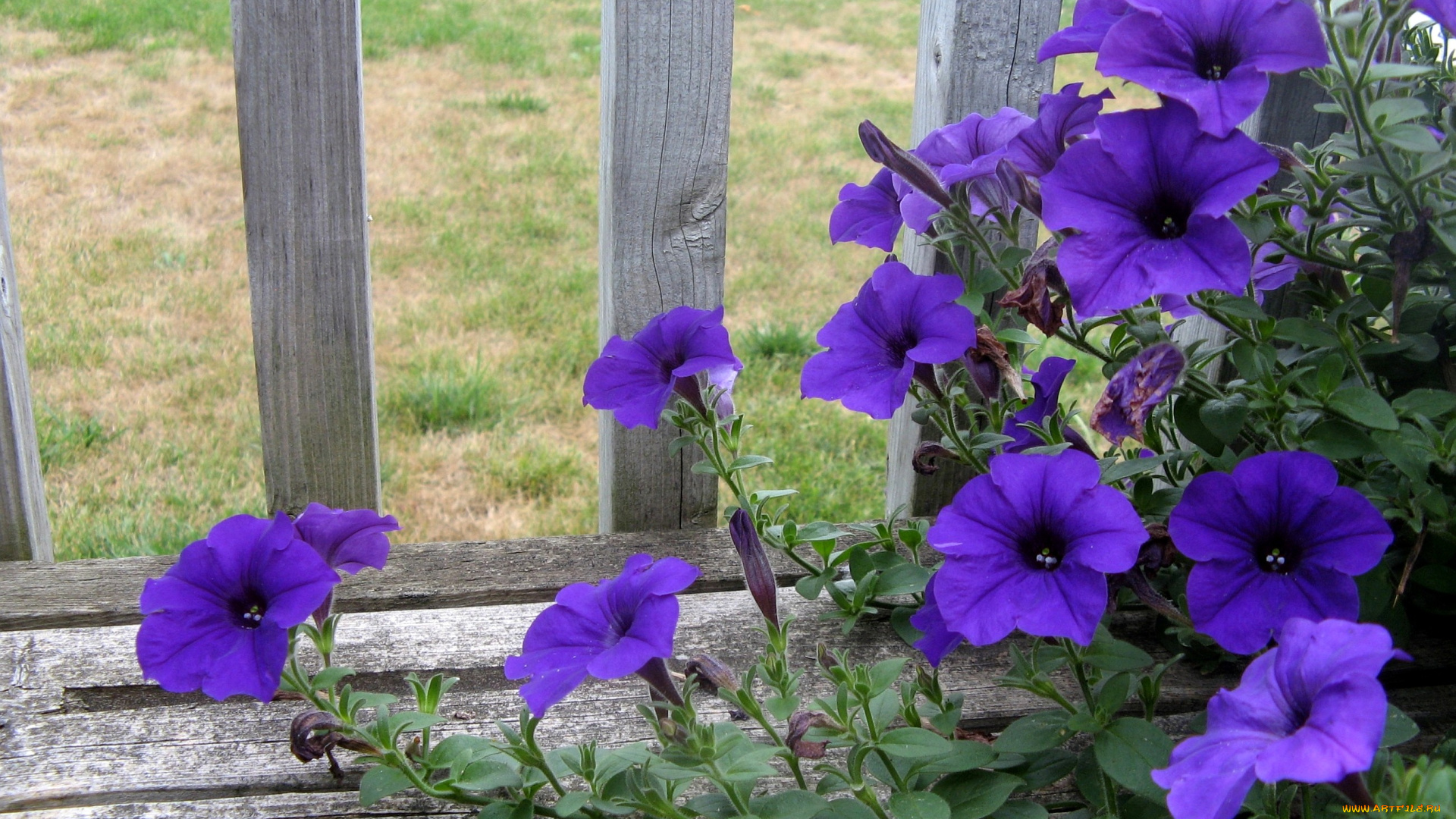 цветы, петунии, калибрахоа, забор, фиолетовый
