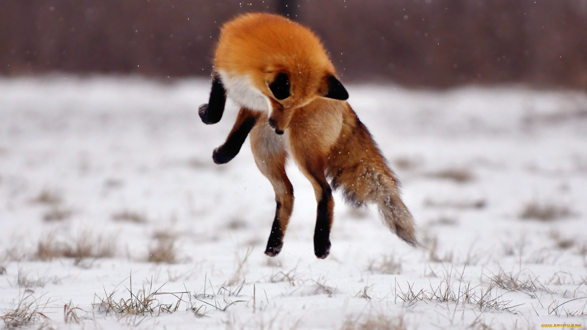 животные, лисы, лиса, прыжок, снег