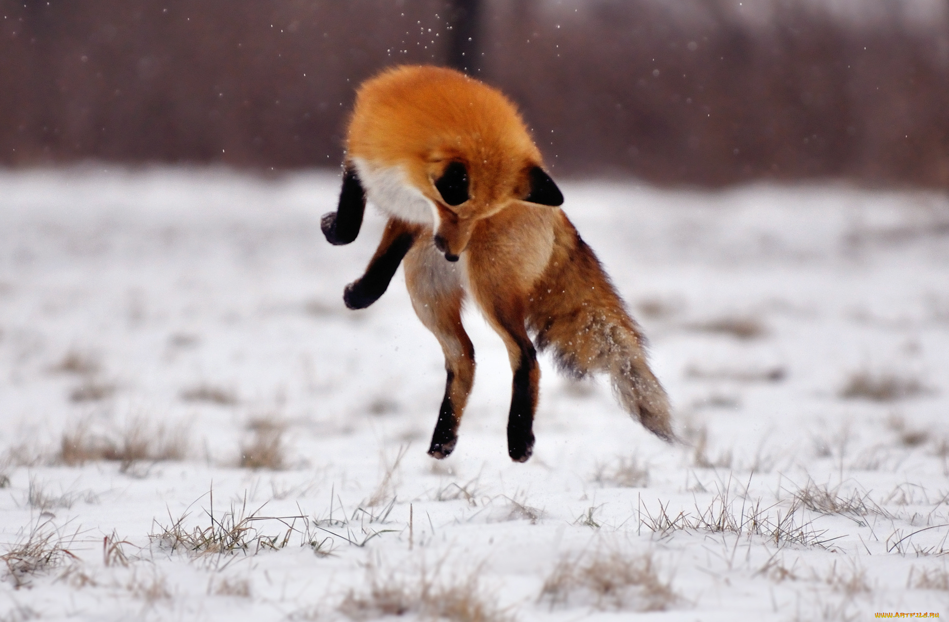 животные, лисы, лиса, прыжок, снег