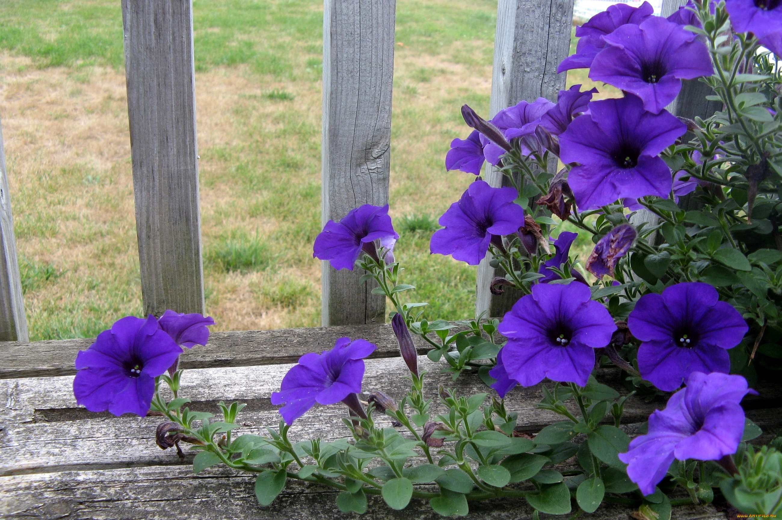 цветы, петунии, калибрахоа, забор, фиолетовый