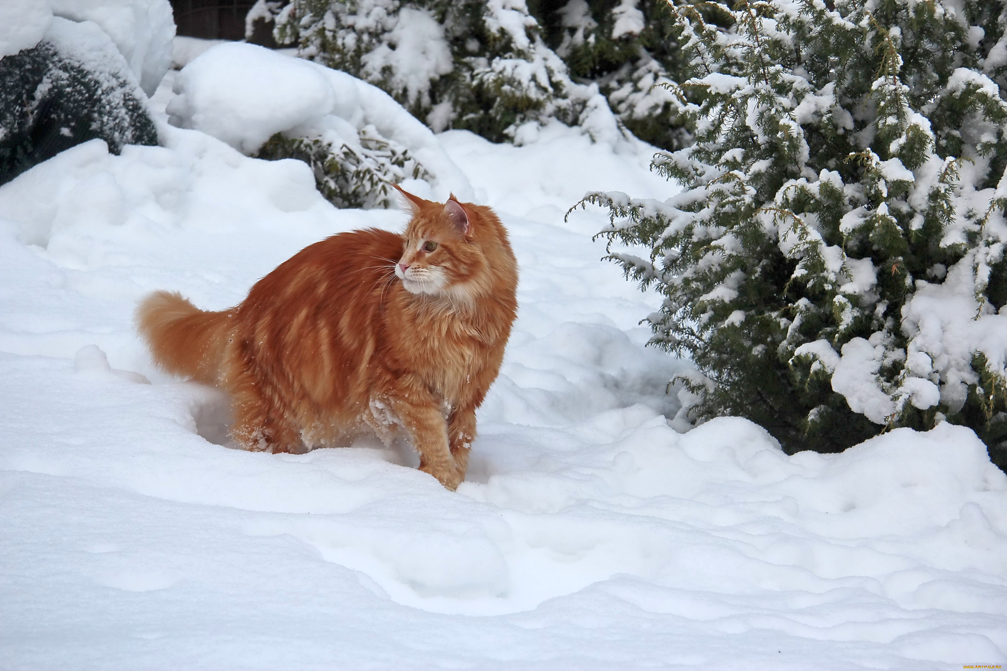 животные, коты, снег, кошка, кот, зима