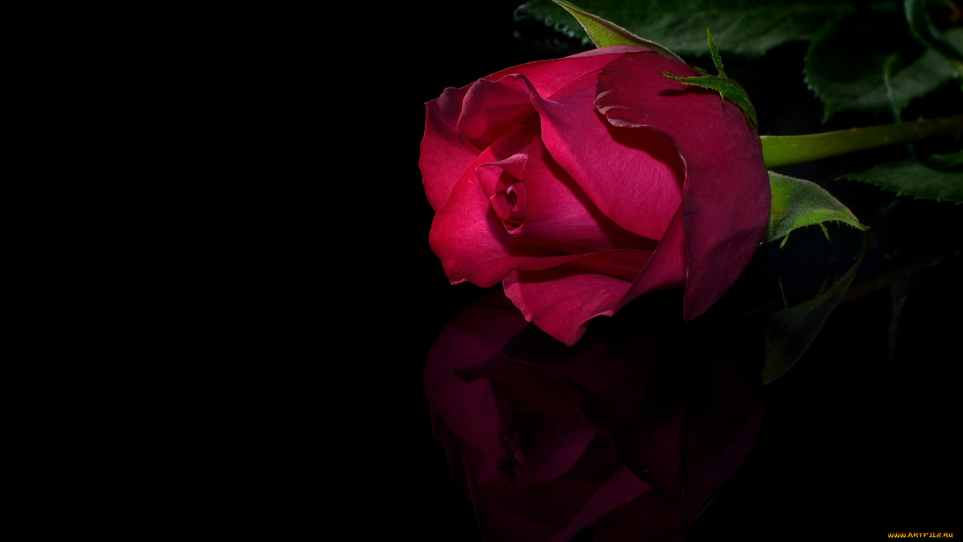 цветы, розы, красный, отражение