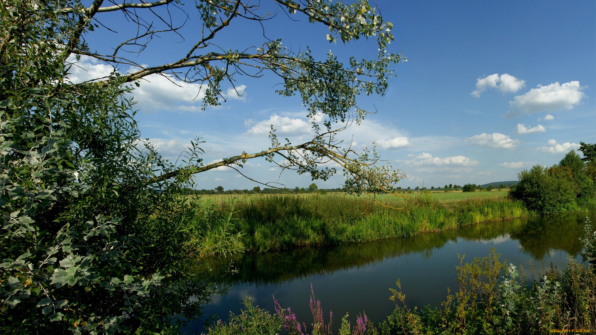 природа, реки, озера, лето, кусты, вода, река