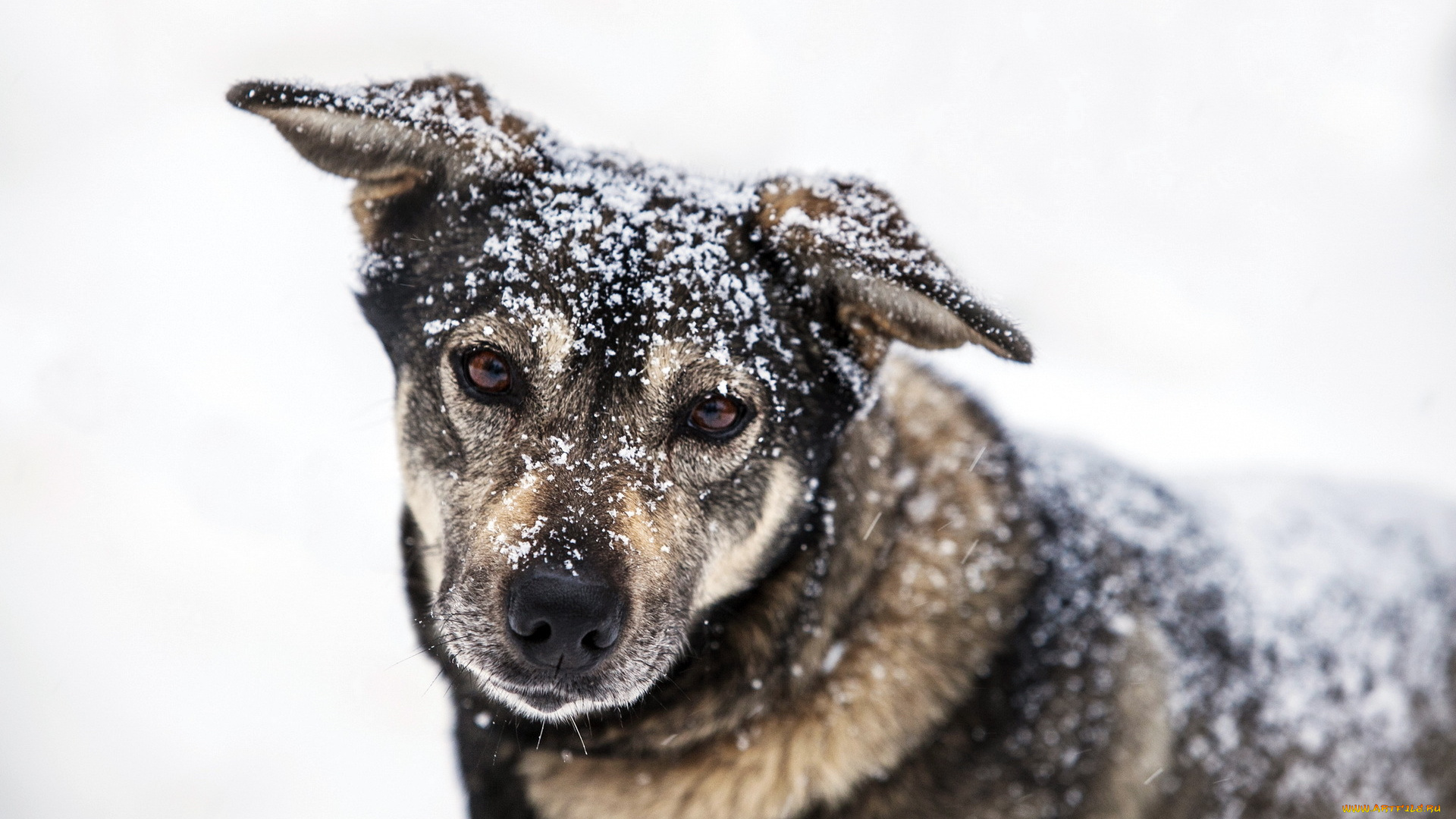 животные, собаки, зима, снег, собака, взгляд