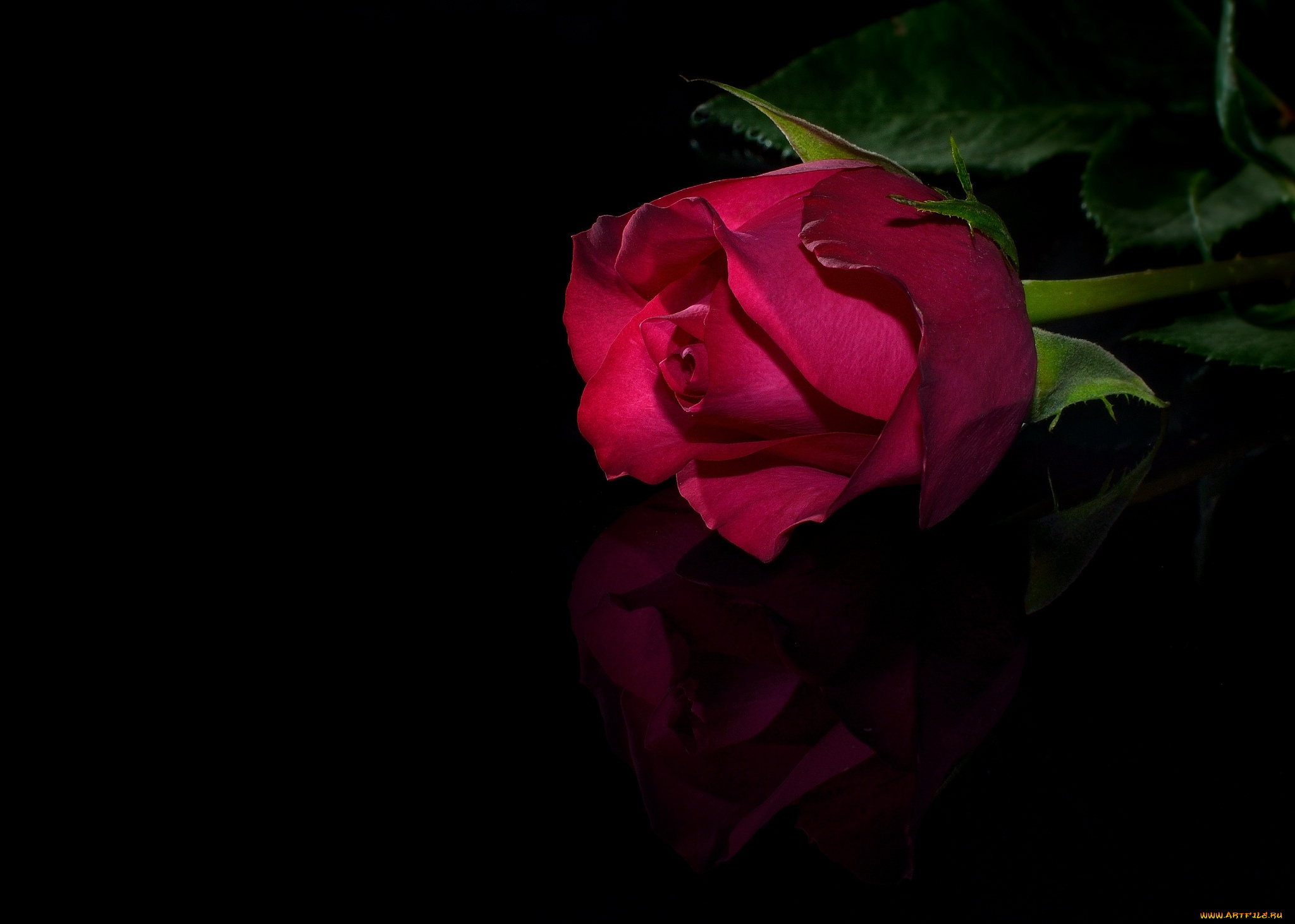 цветы, розы, красный, отражение