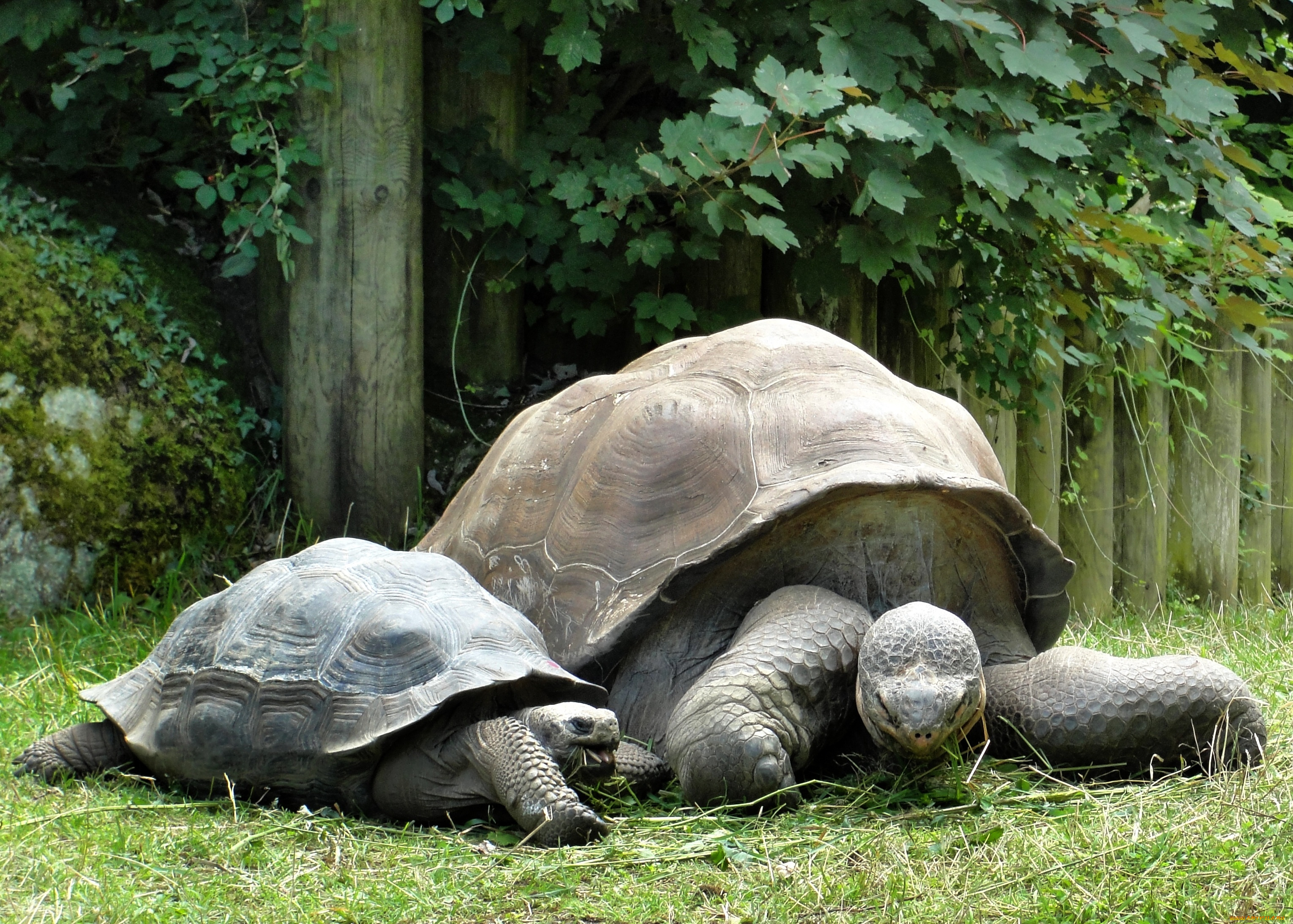 Посмотрим черепахи. Слоновая черепаха панцирь. Галапагосская черепаха. Две черепахи. Картинки черепах.