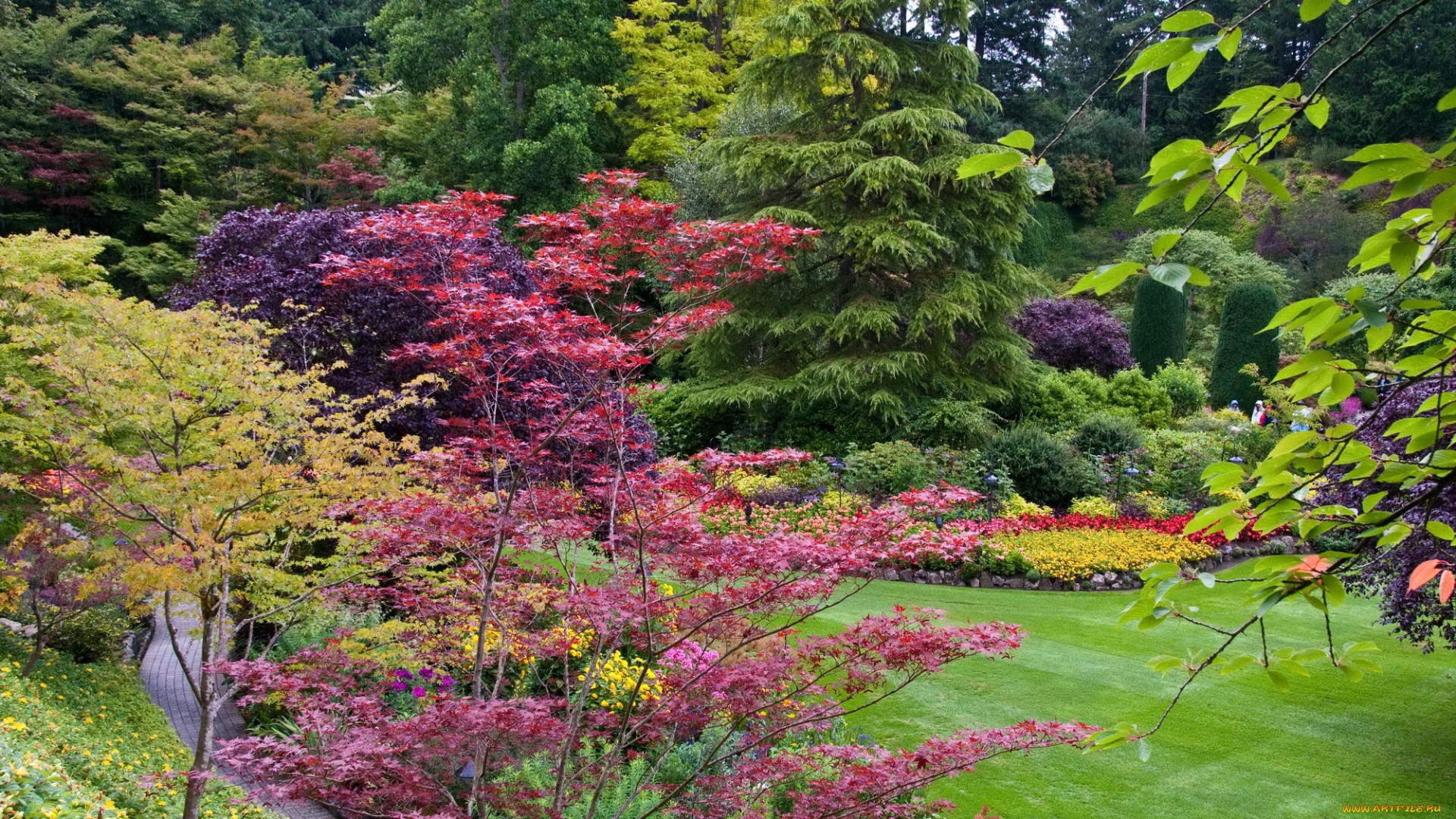 butchart, gardens, canada, природа, парк, дорожки, цветы, канада, сад, деревья, кусты