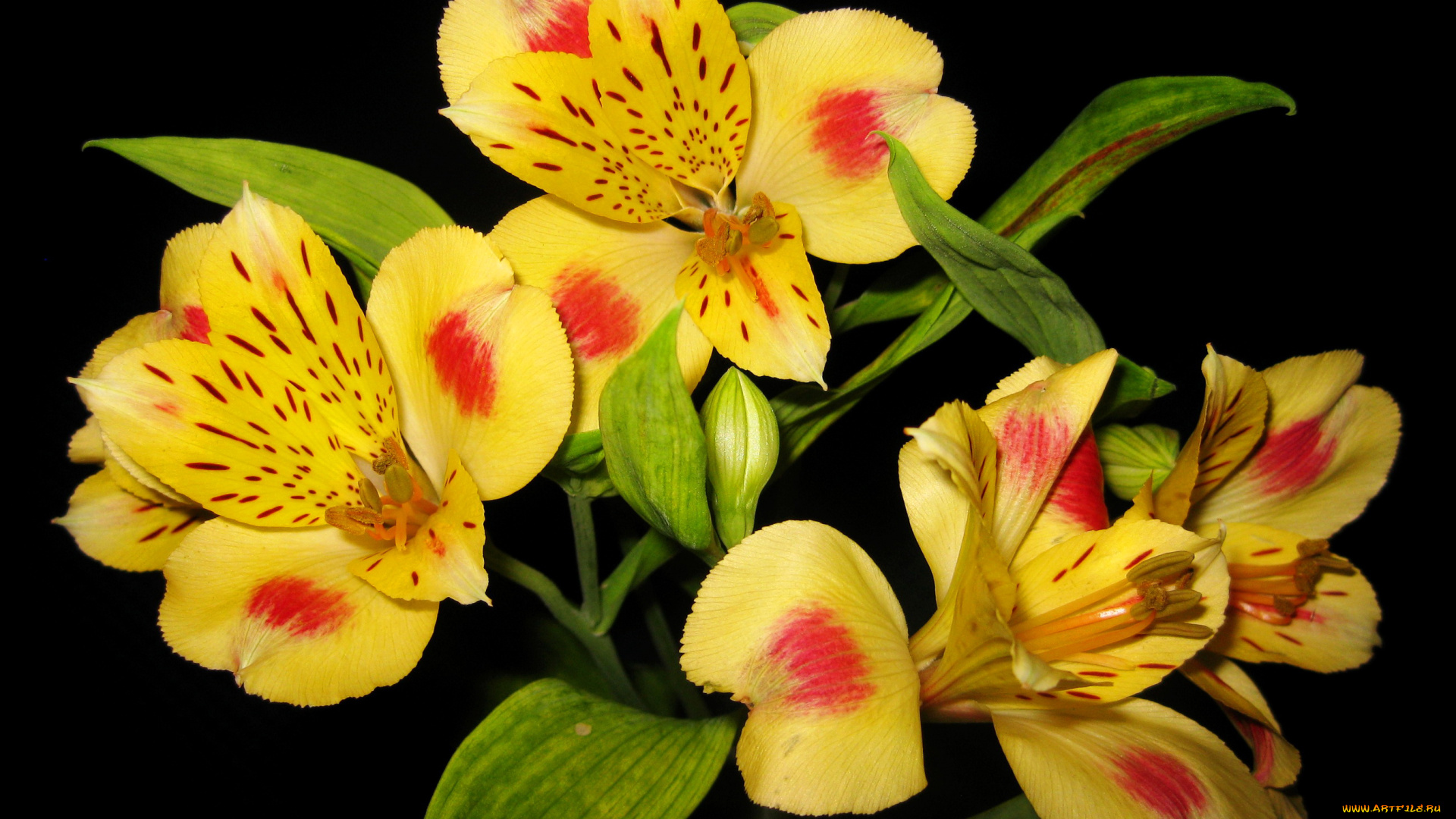 цветы, альстромерия, желтая, alstroemeria