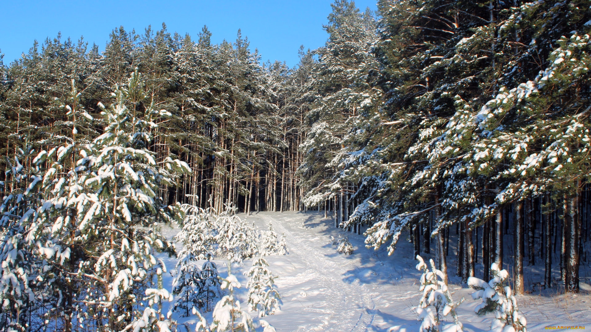 природа, зима, снег, лес