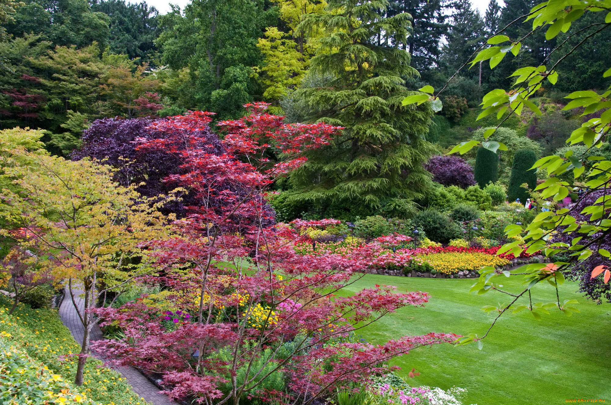 butchart, gardens, canada, природа, парк, дорожки, цветы, канада, сад, деревья, кусты