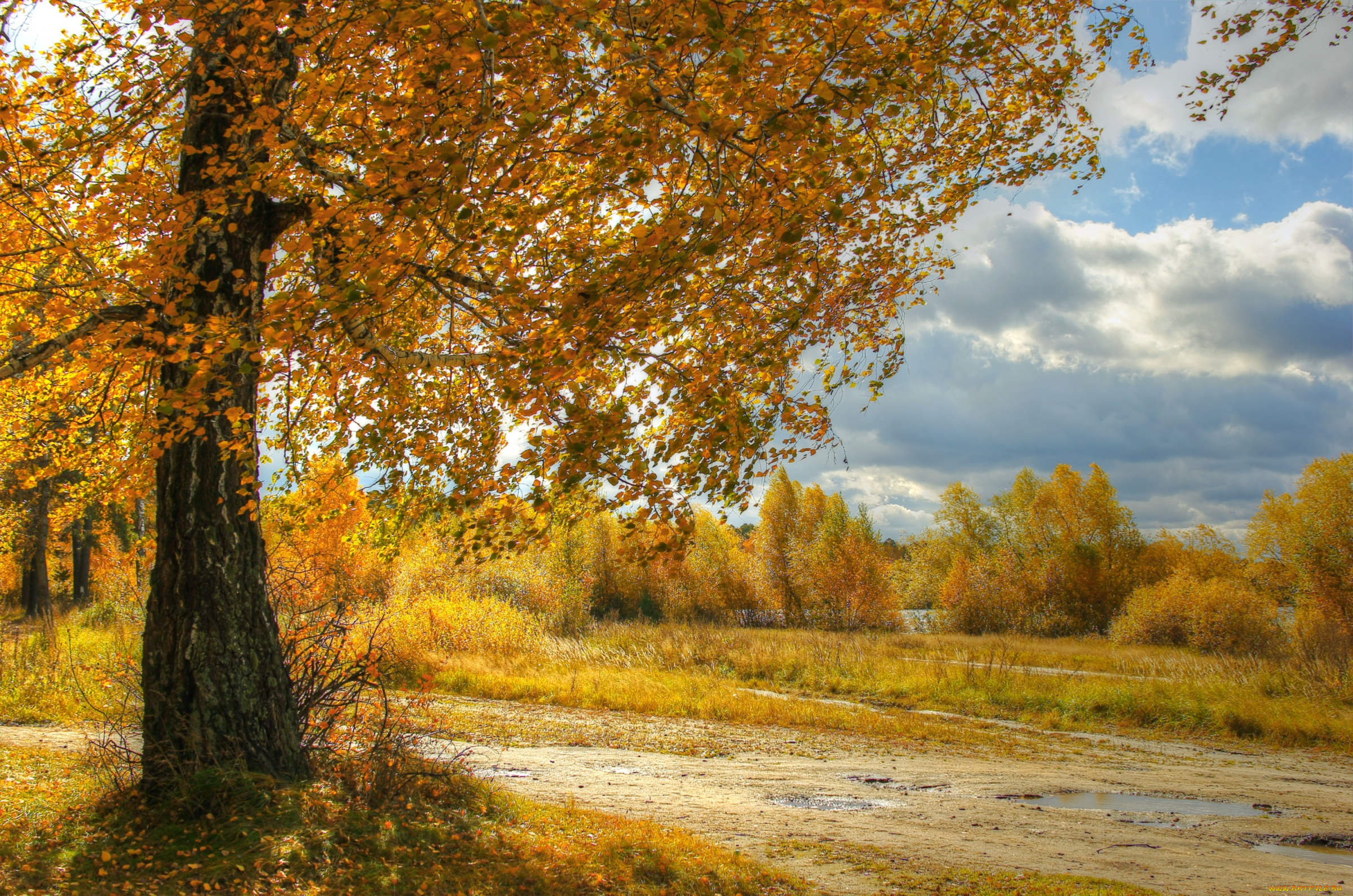 природа, деревья, осень, береза