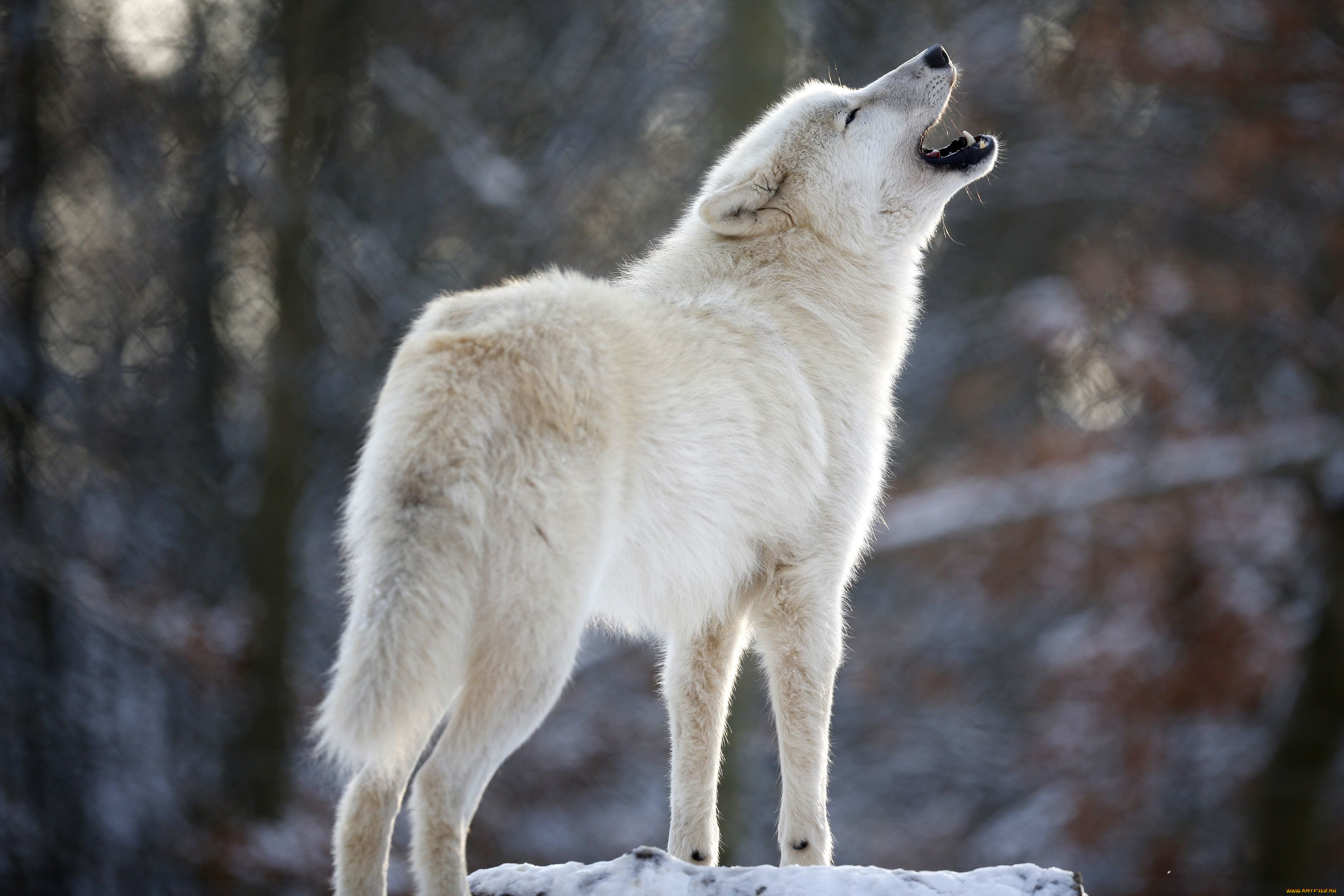 животные, волки, волк, wolf, вой, хищник, белый